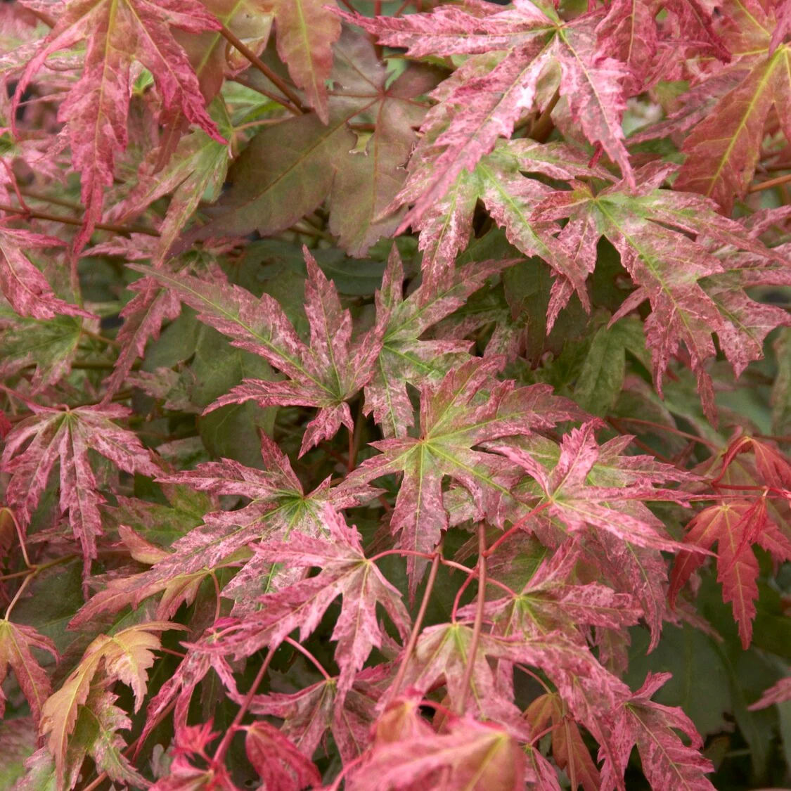 Miniatuur 1