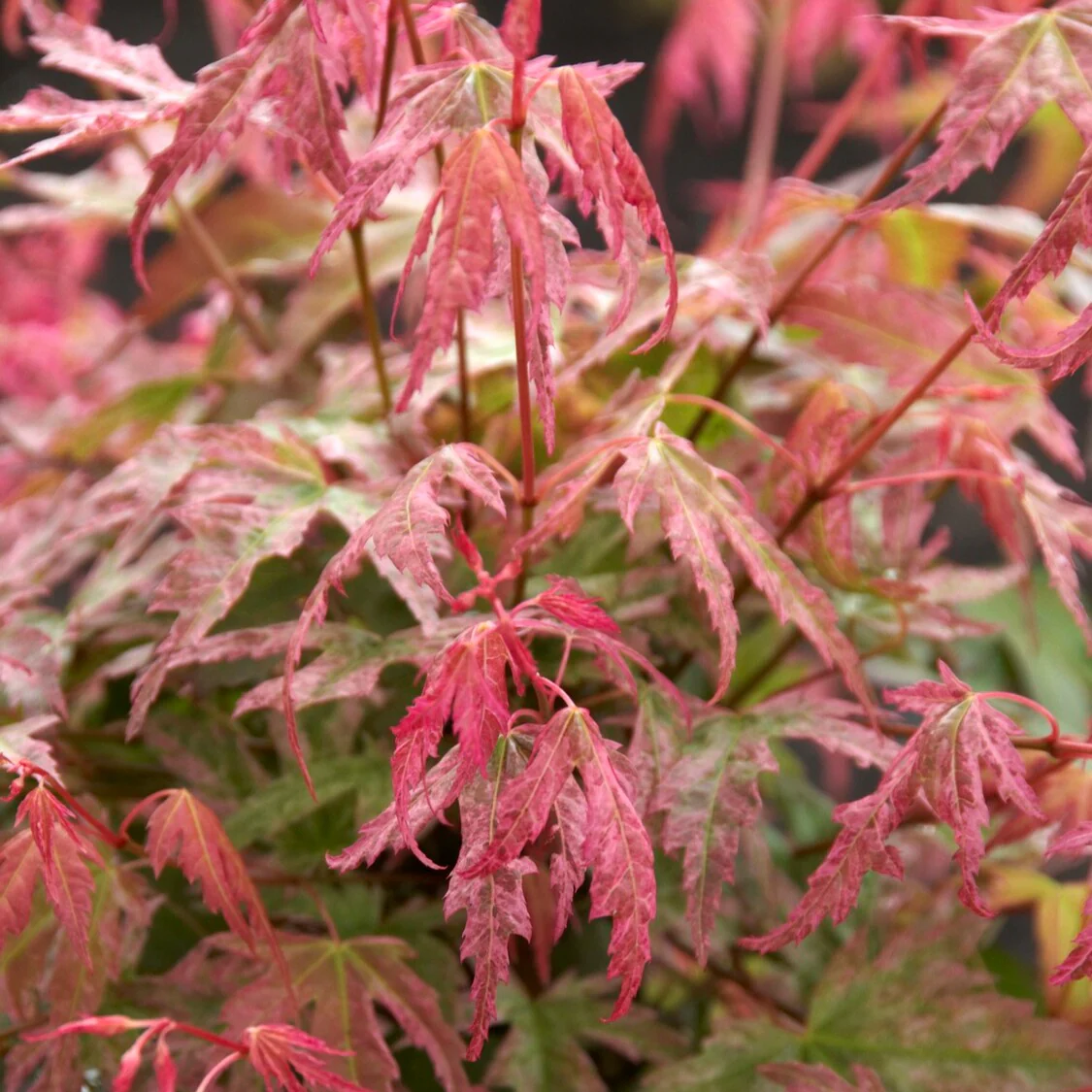 Miniatuur 2