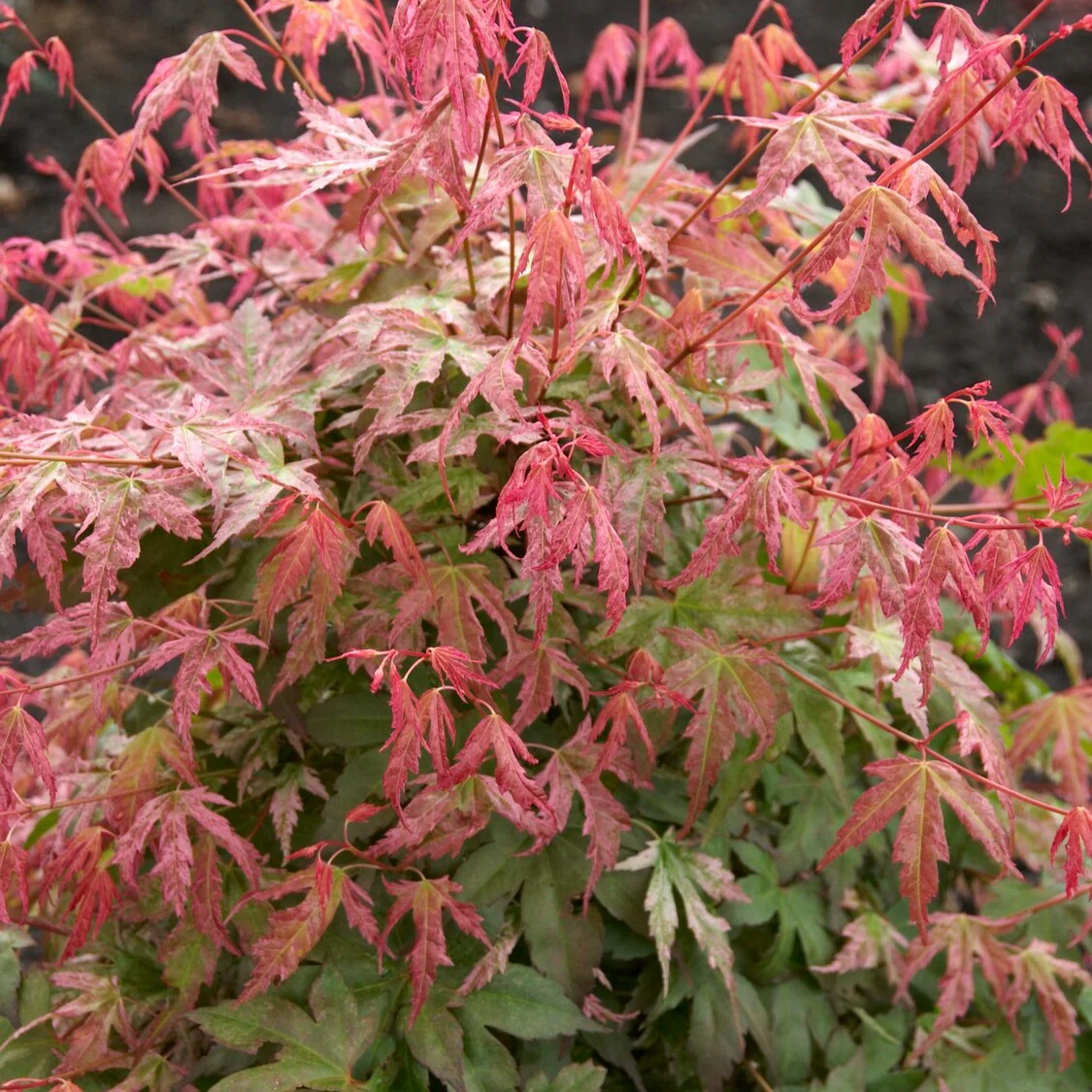 Japanse esdoorn 'Phoenix' - Image 3