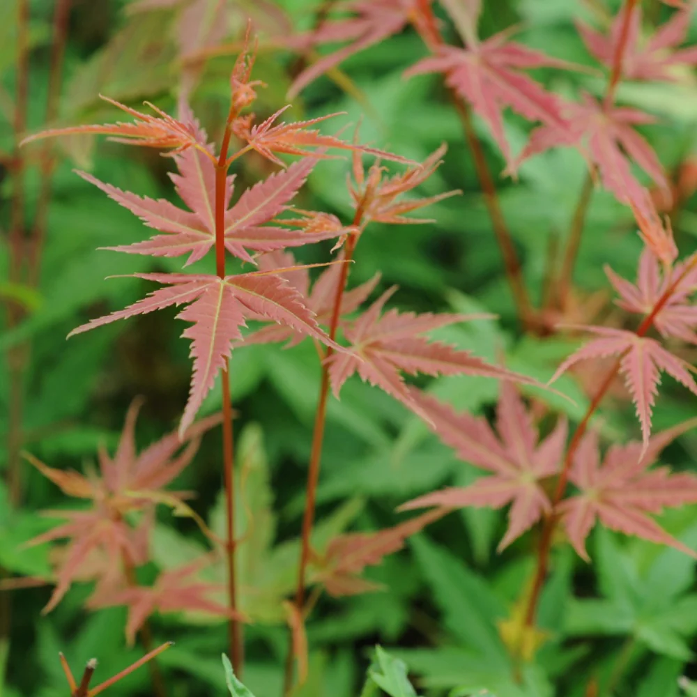 Japanse esdoorn 'Phoenix' - Image 4