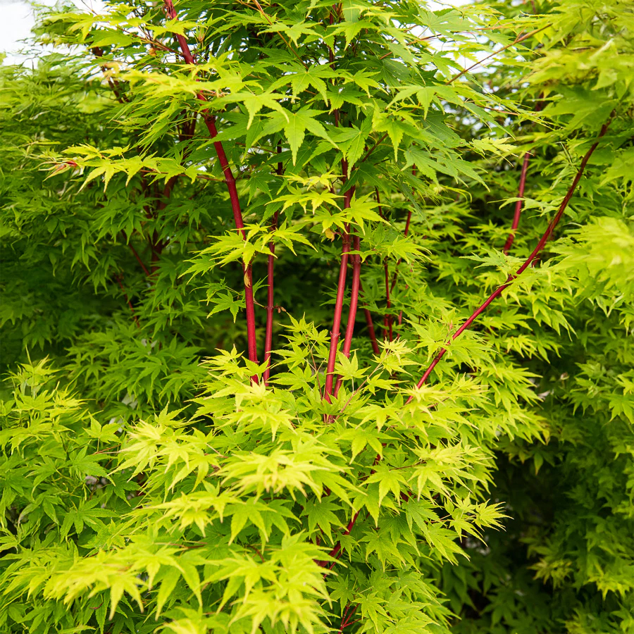Japanse esdoorn Sango-kaku - Image 5