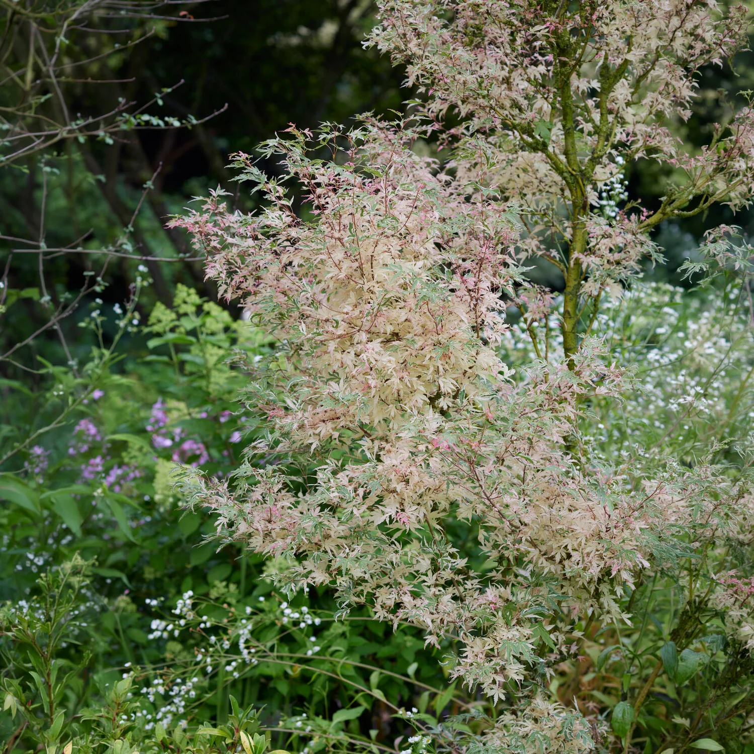 Miniatuur 2
