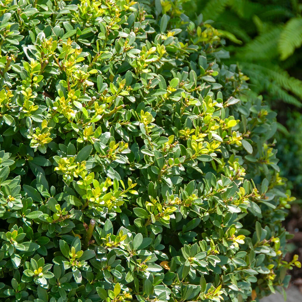 Japanse hulst
