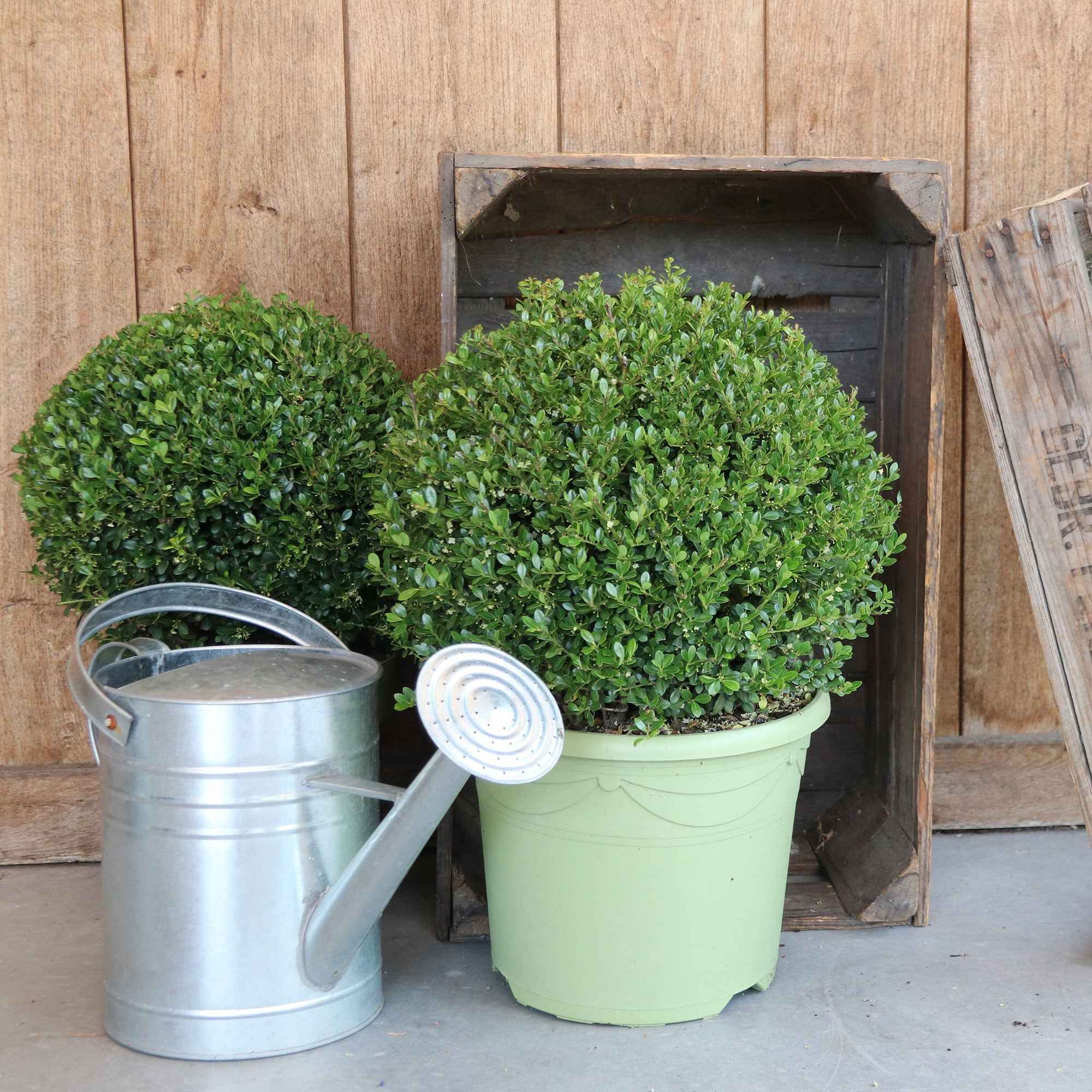 Japanse hulst 'Dark Green'®