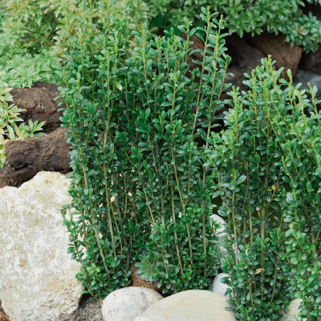 Japanse hulst 'Fastigiata' - Image 3