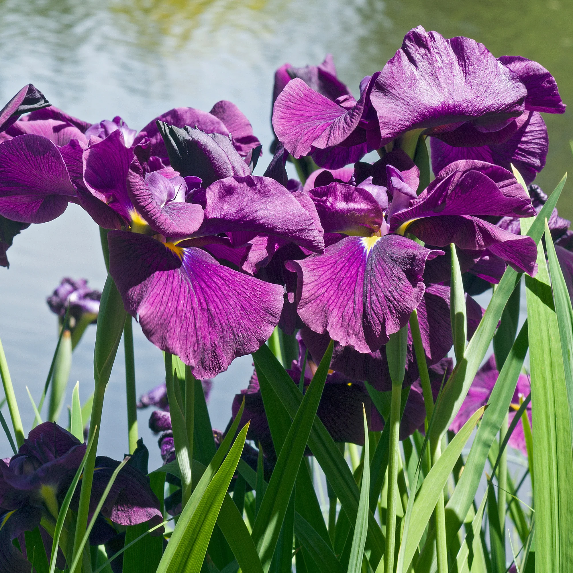 Japanse Iris Variegata