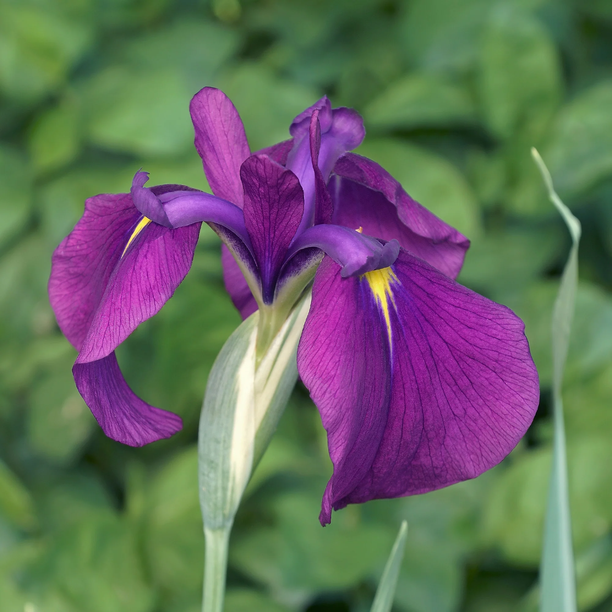 Japanse Iris Variegata - Image 2