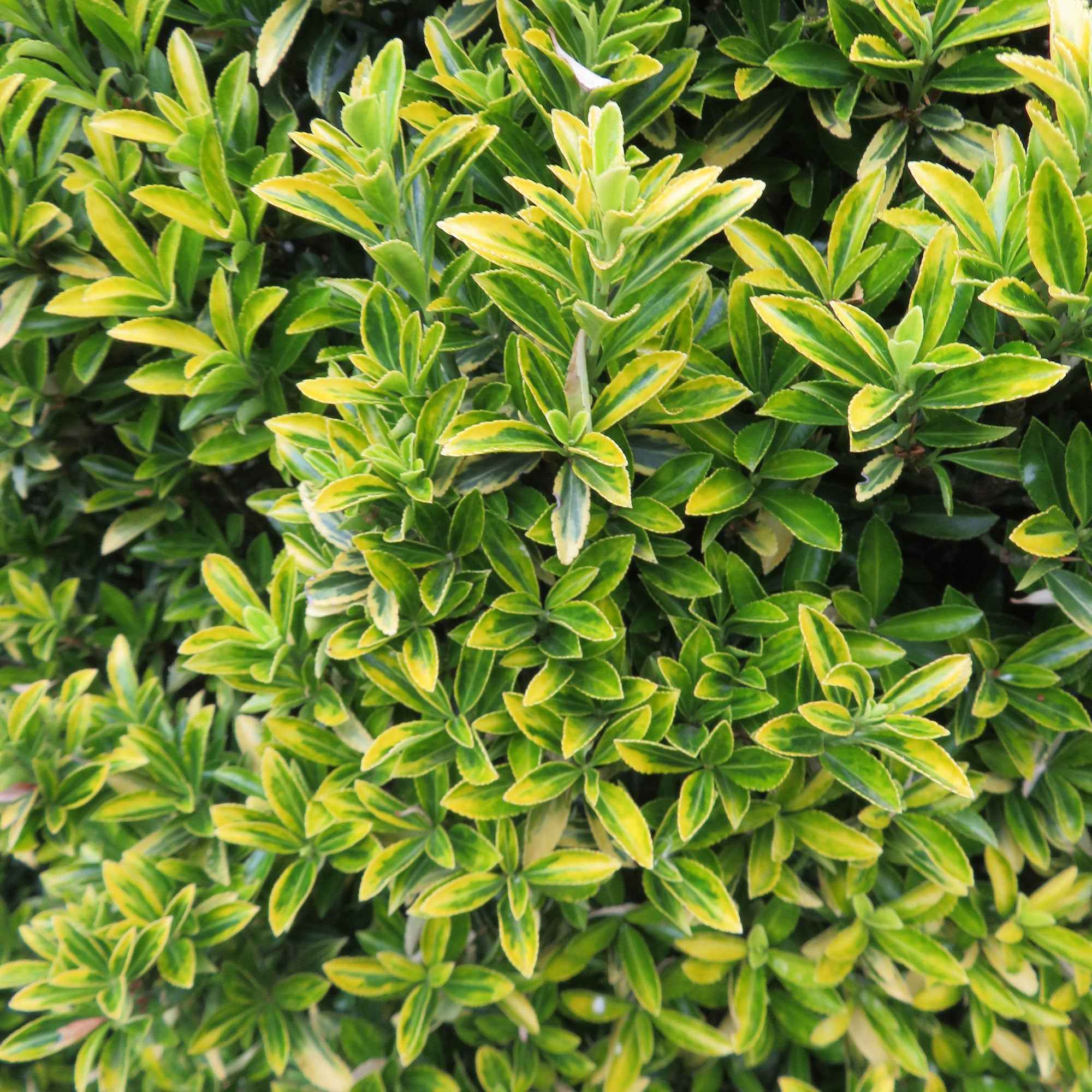 Japanse kardinaalsmuts 'Microphyllus Aureovariegatus' - Image 3