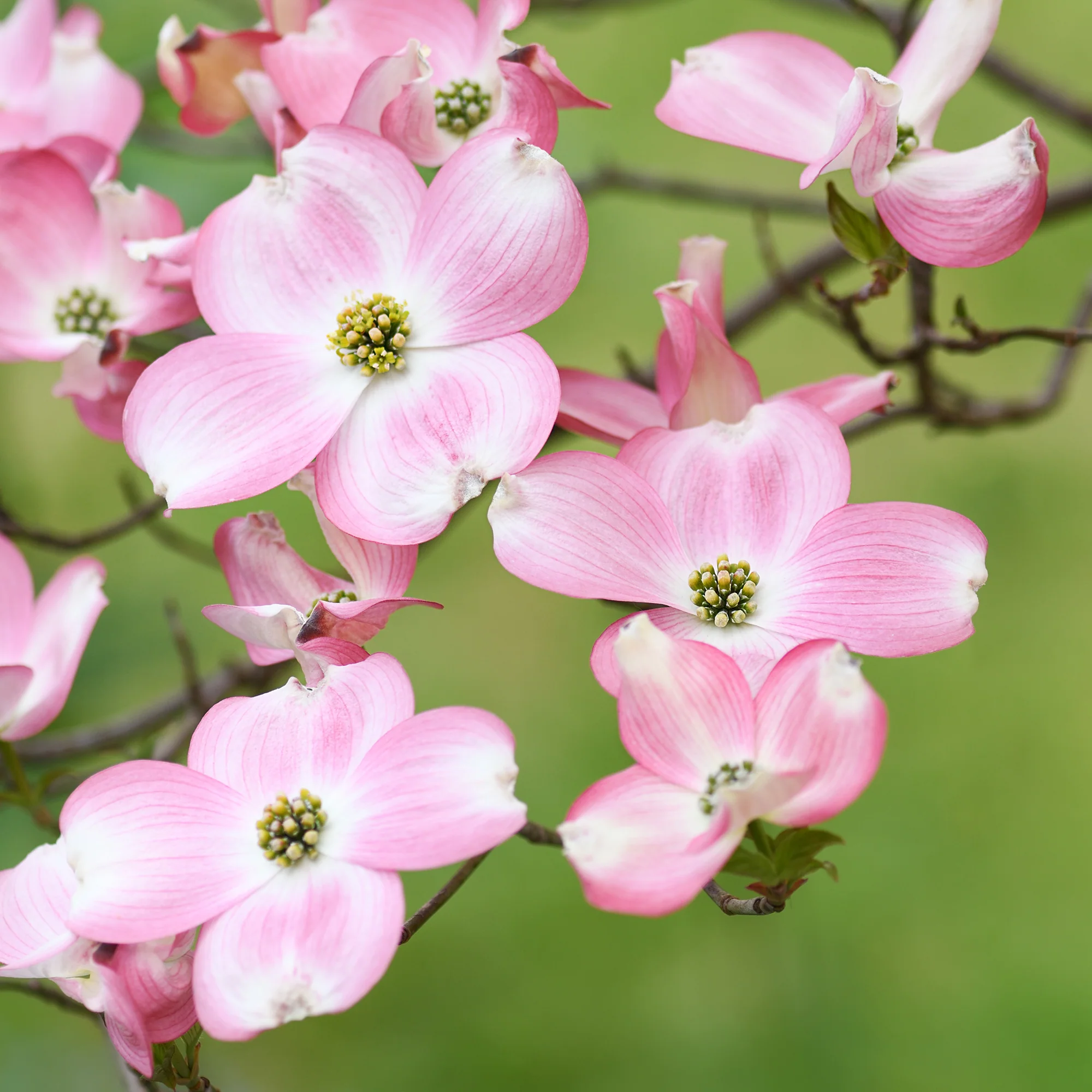 Japanse kornoelje Satomi - Image 10