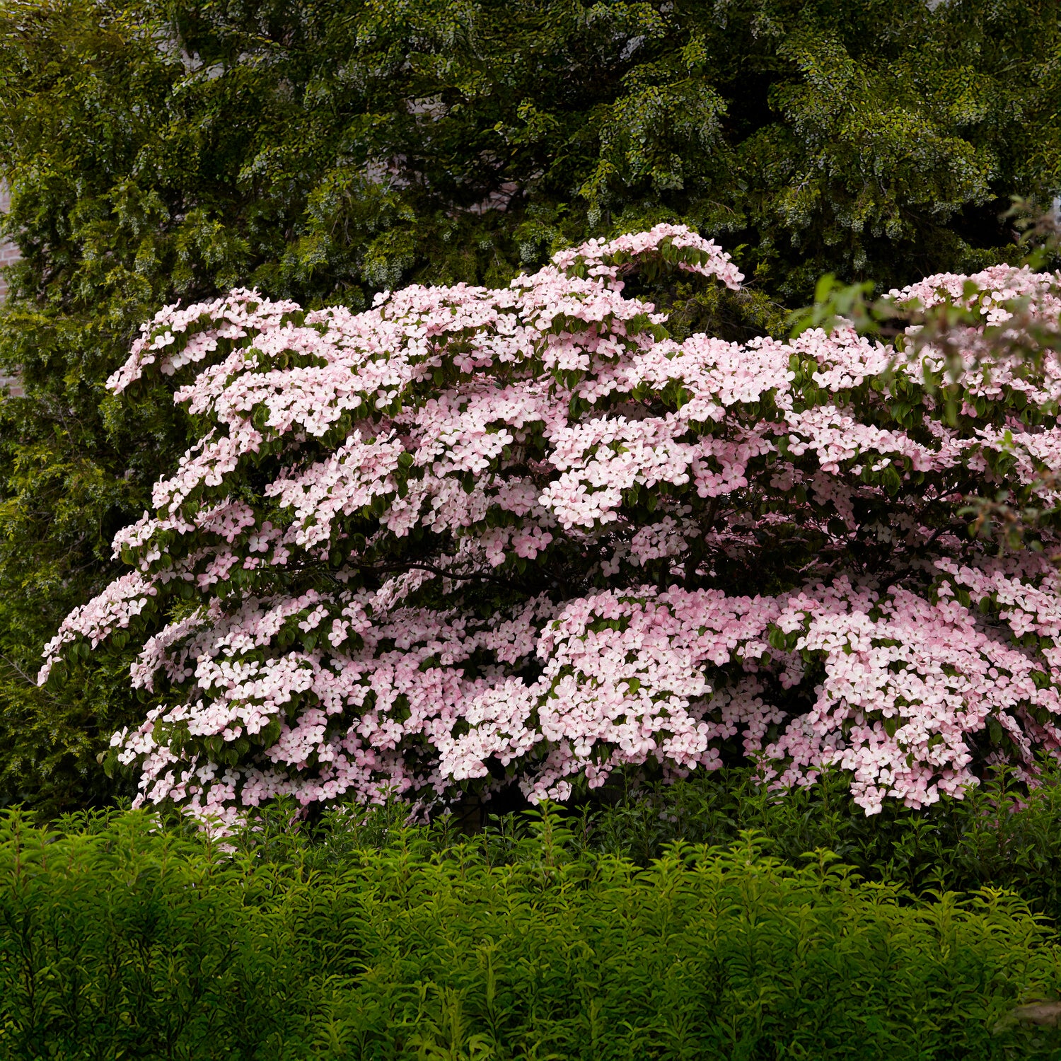 Japanse kornoelje Satomi - Image 6