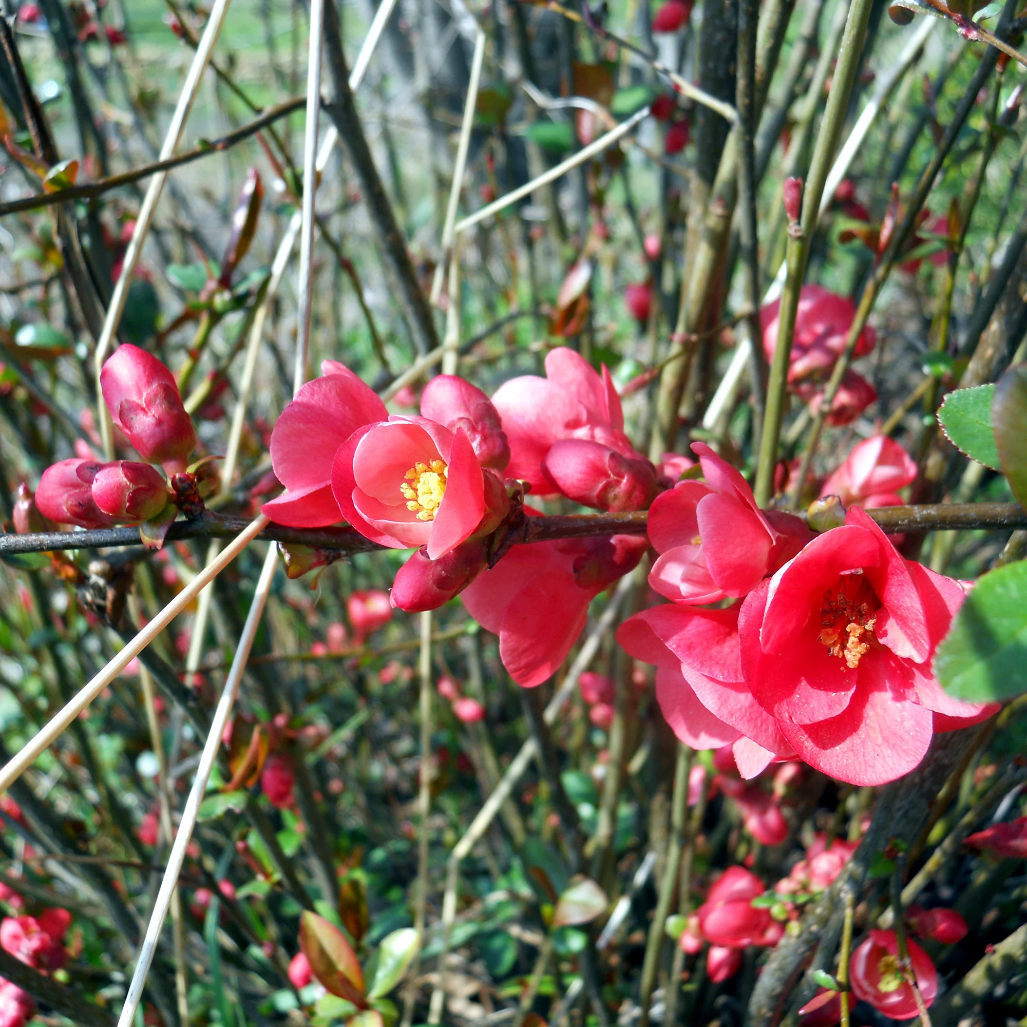 Japanse kwee 'Cido' - Image 2