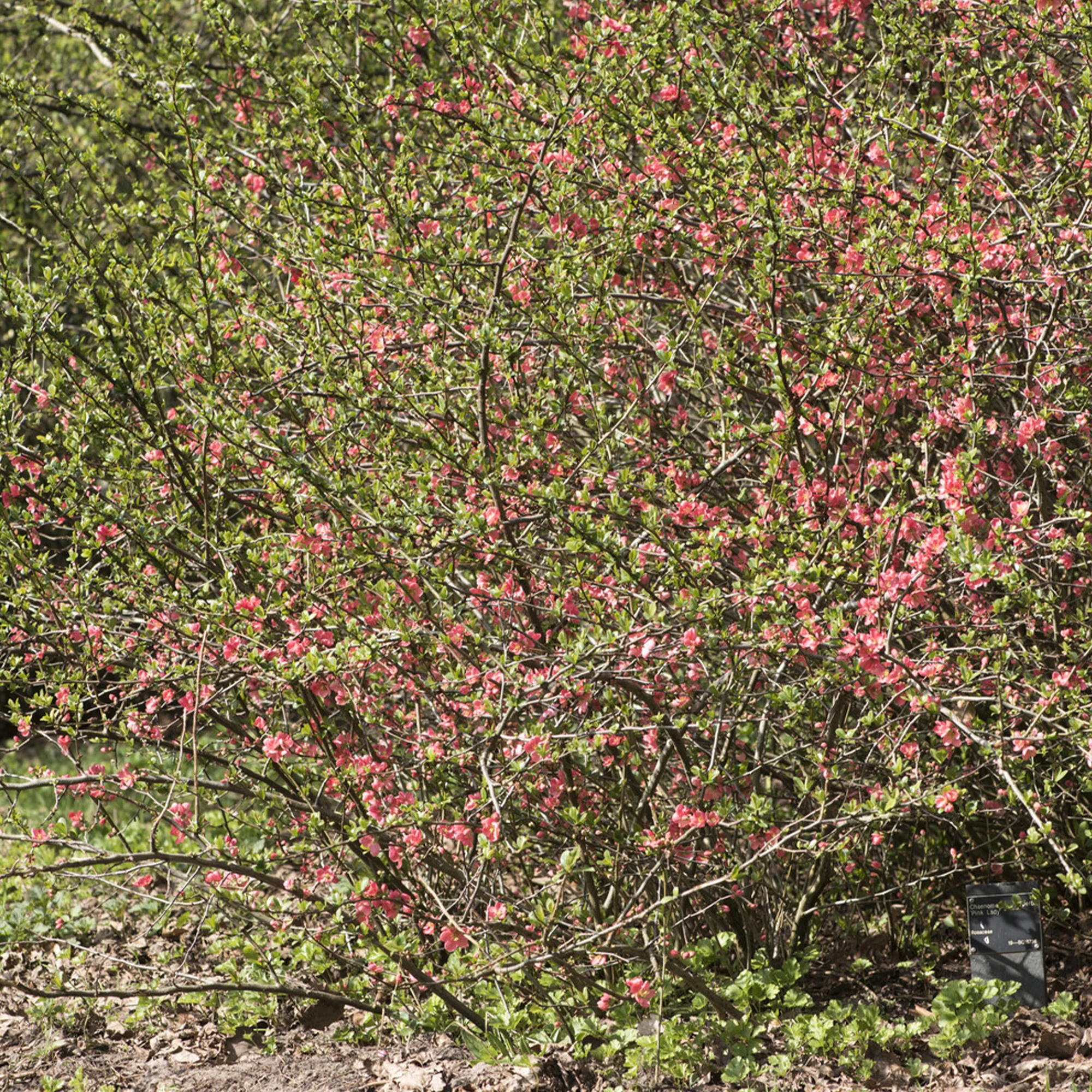 Japanse kweepeer Pink Lady - Image 3