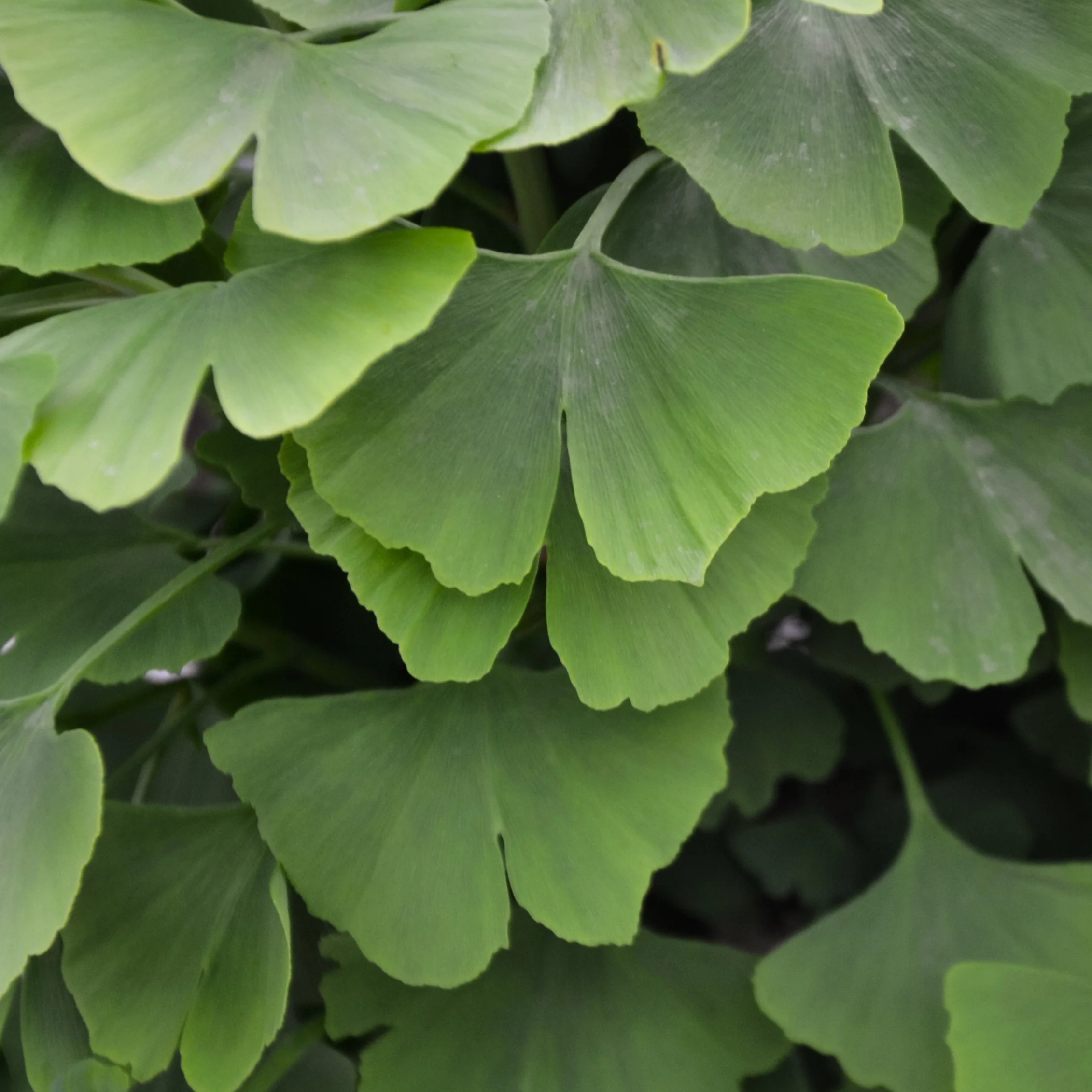 Japanse notenboom - Ginkgo - Image 2