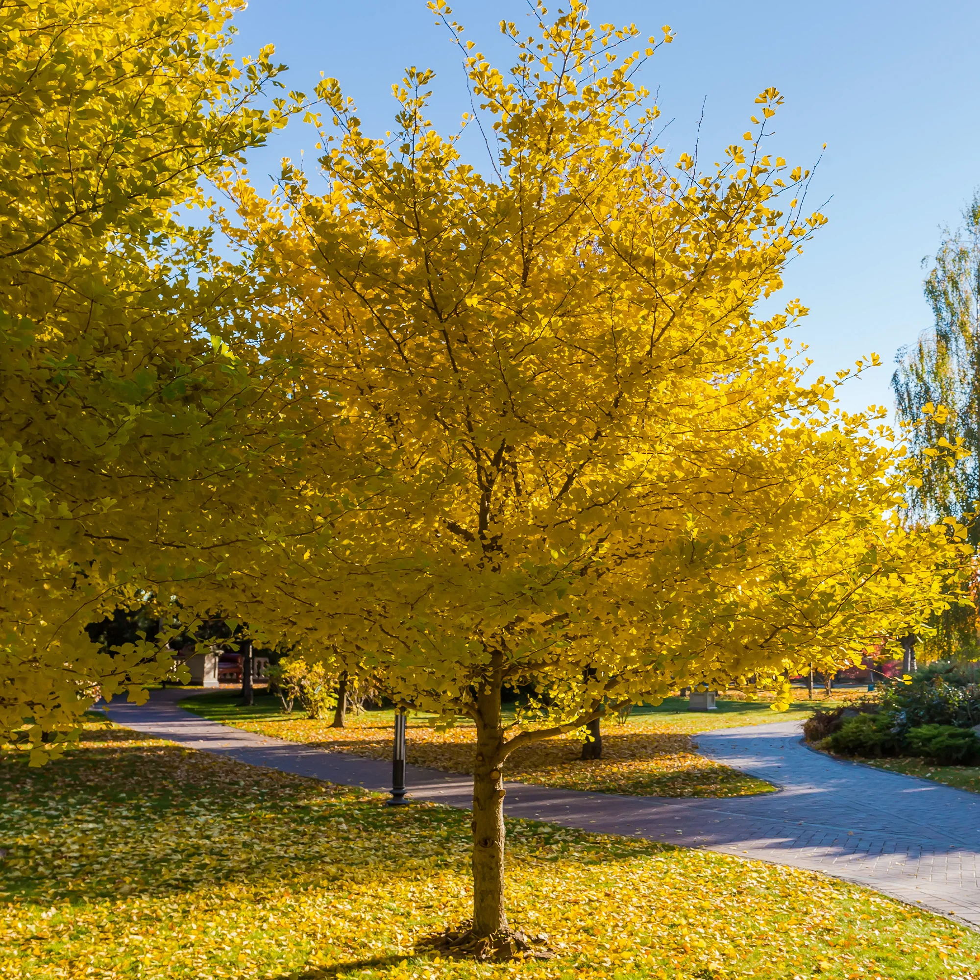 Japanse notenboom - Ginkgo - Image 3