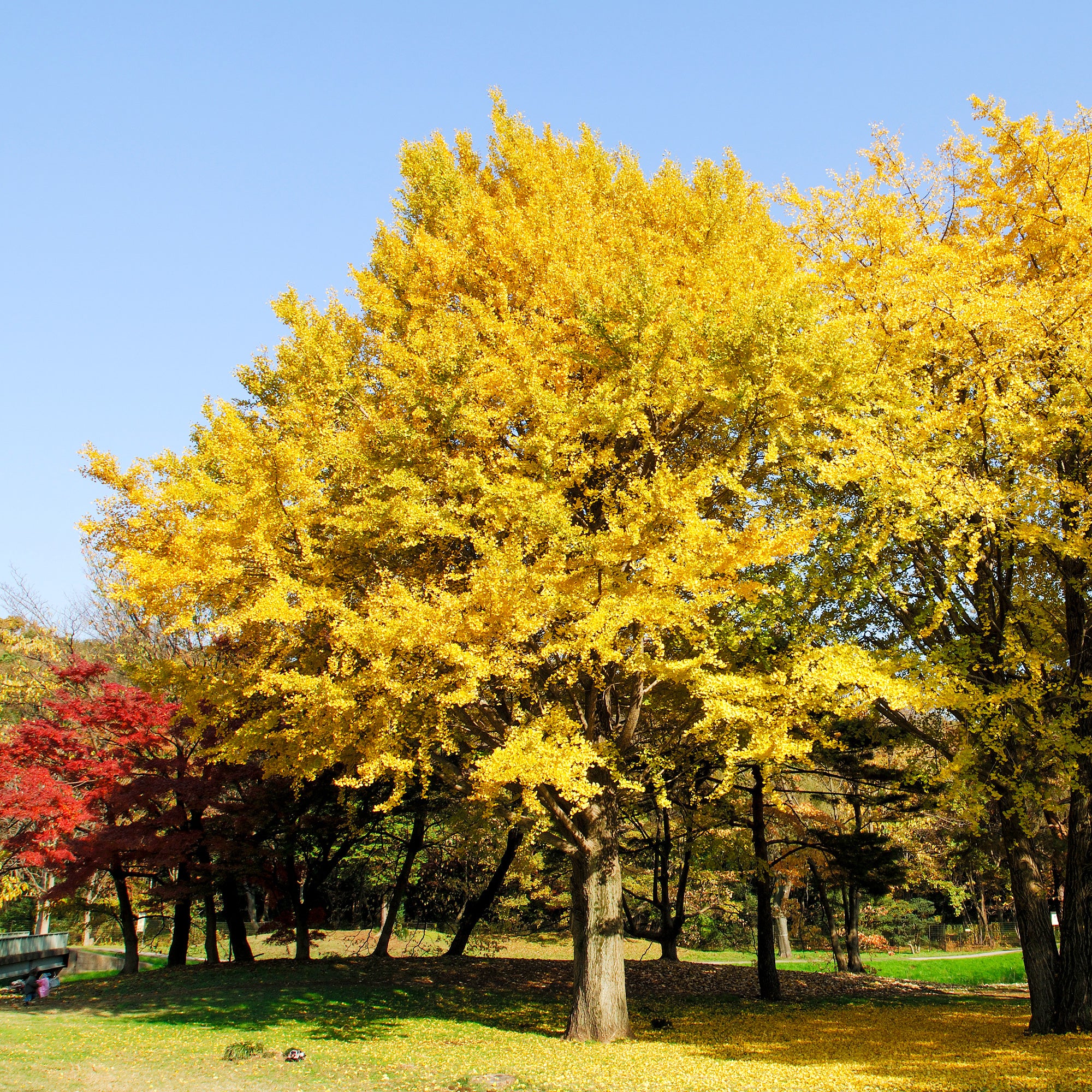 Japanse notenboom - Ginkgo - Image 4