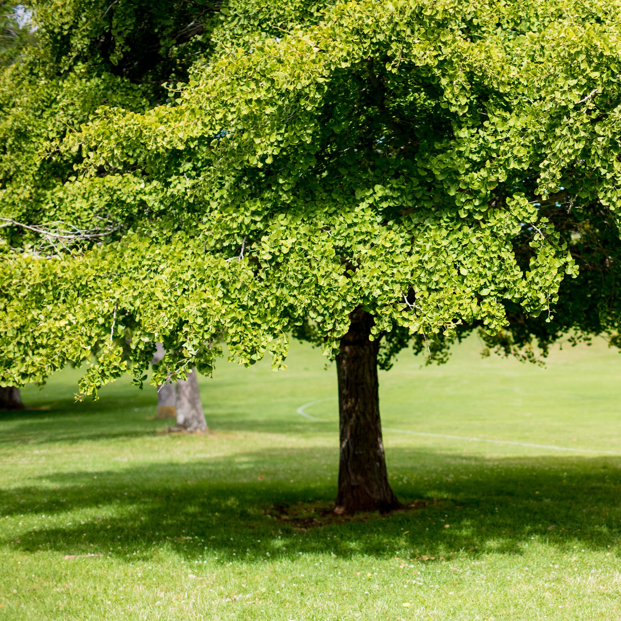 Japanse notenboom - Ginkgo - Image 5