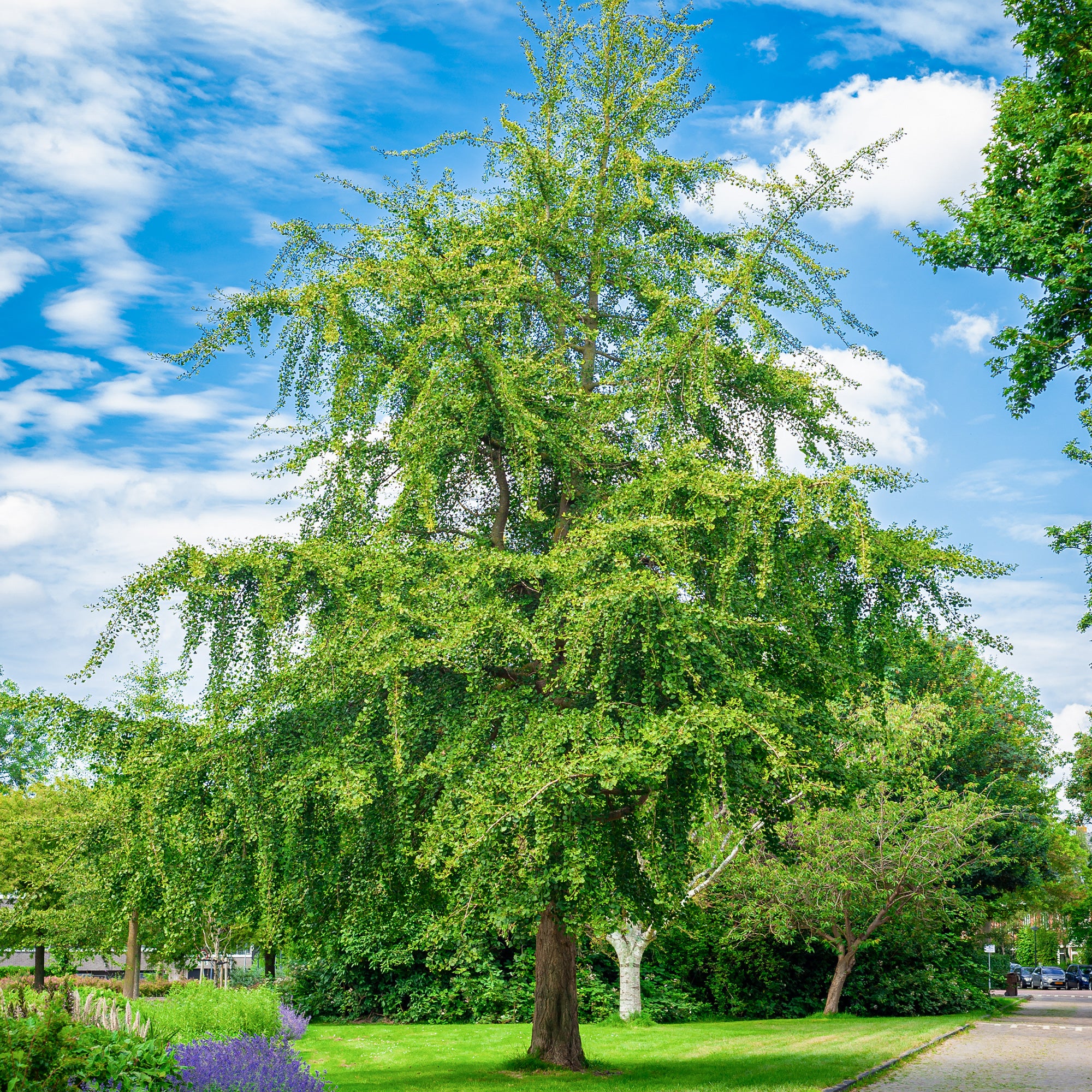 Japanse notenboom - Ginkgo - Image 6