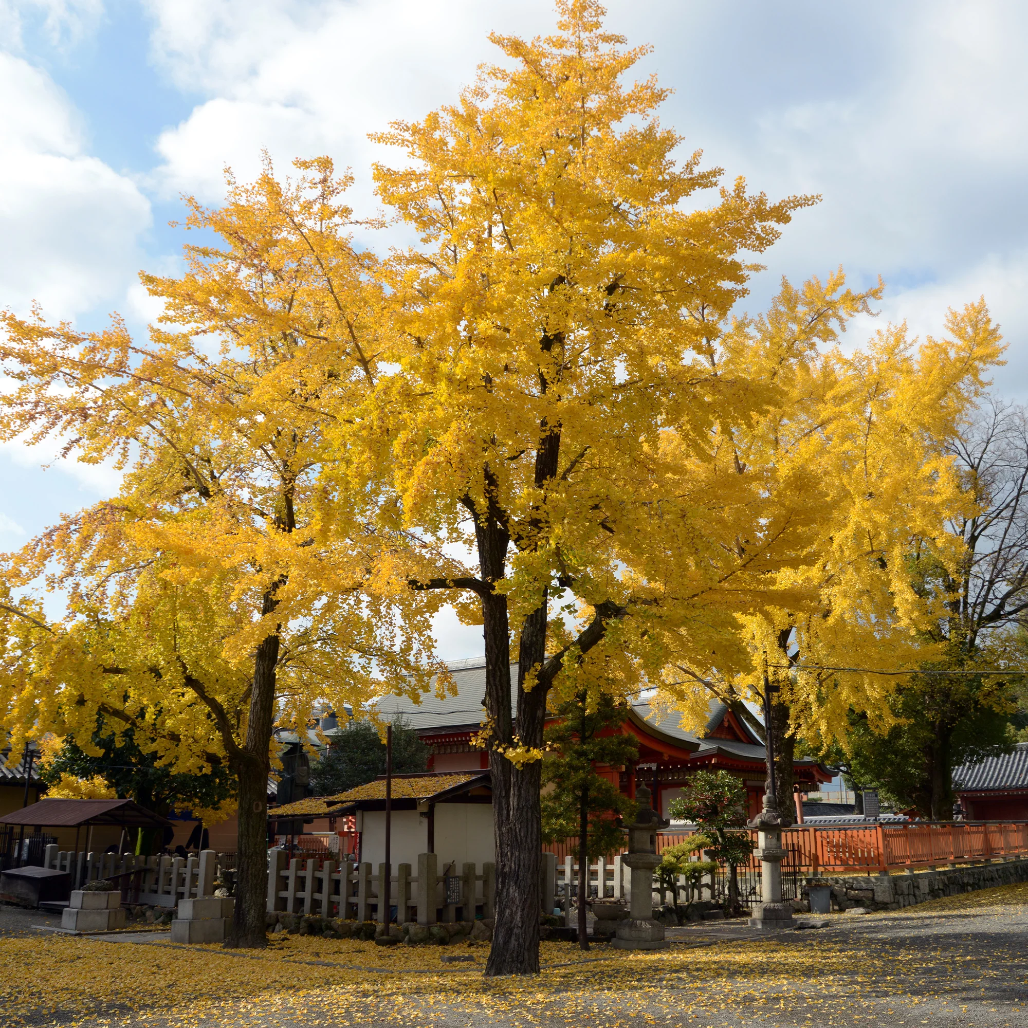 Japanse notenboom - Ginkgo - Image 7