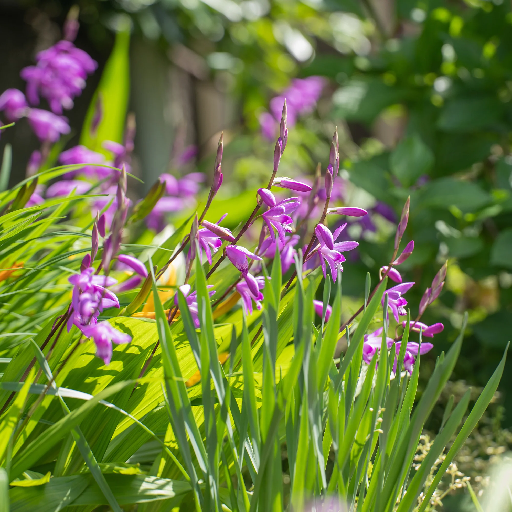 Hyacint Orchidee