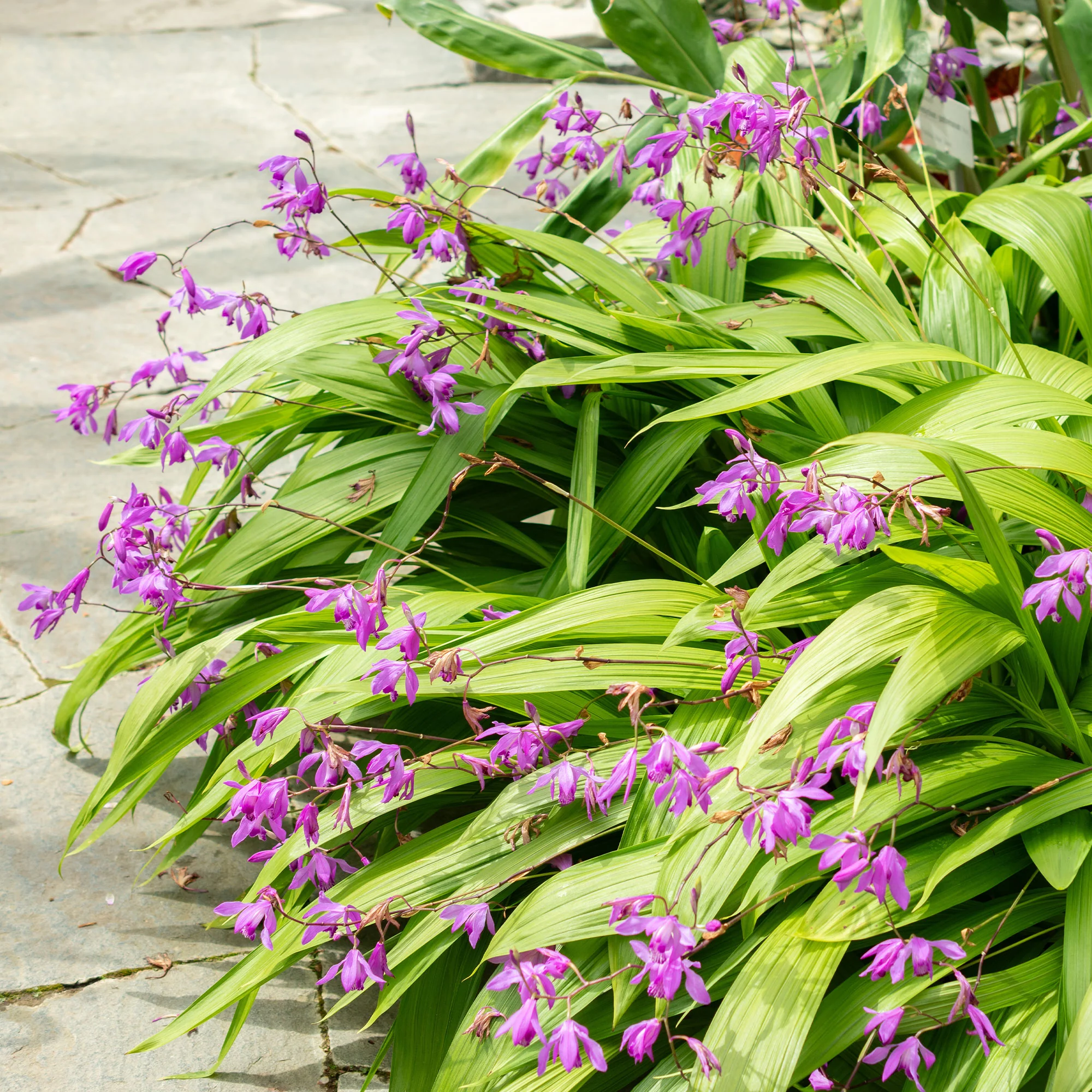 Hyacint Orchidee - Image 2