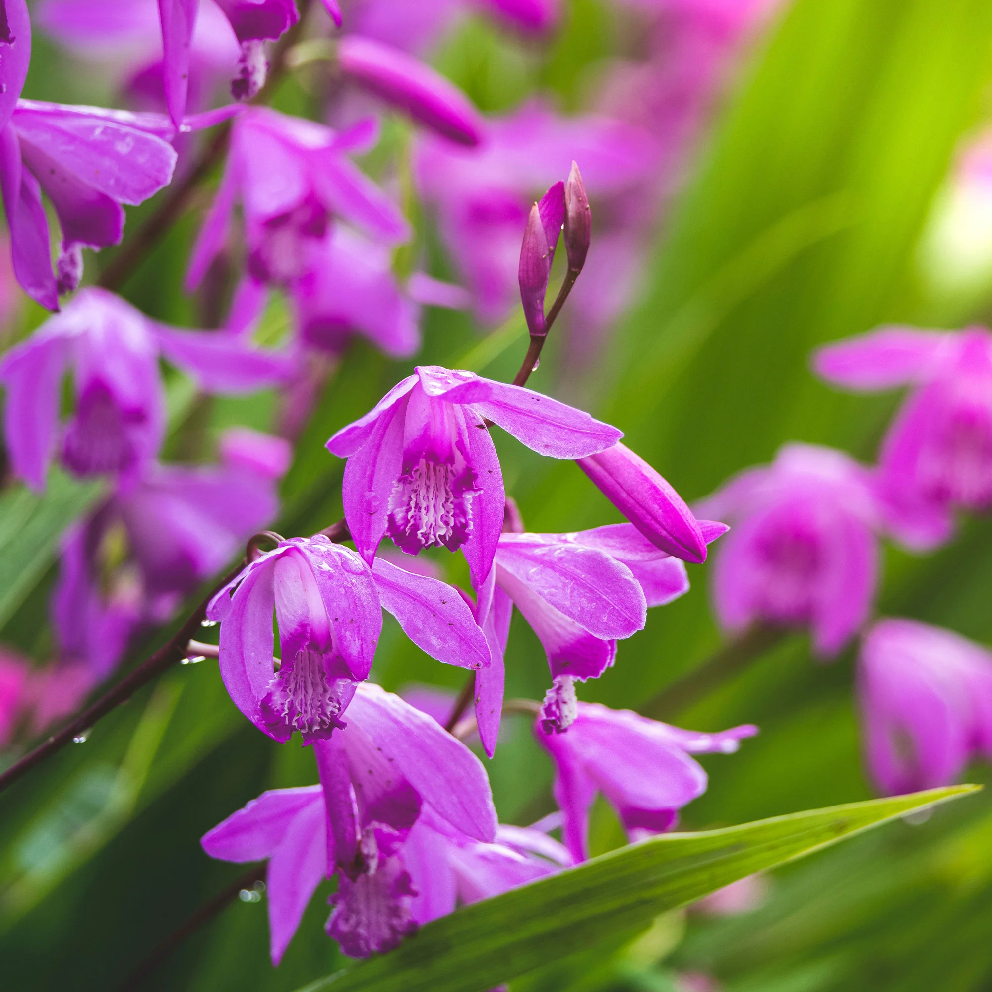 Hyacint Orchidee - Image 3