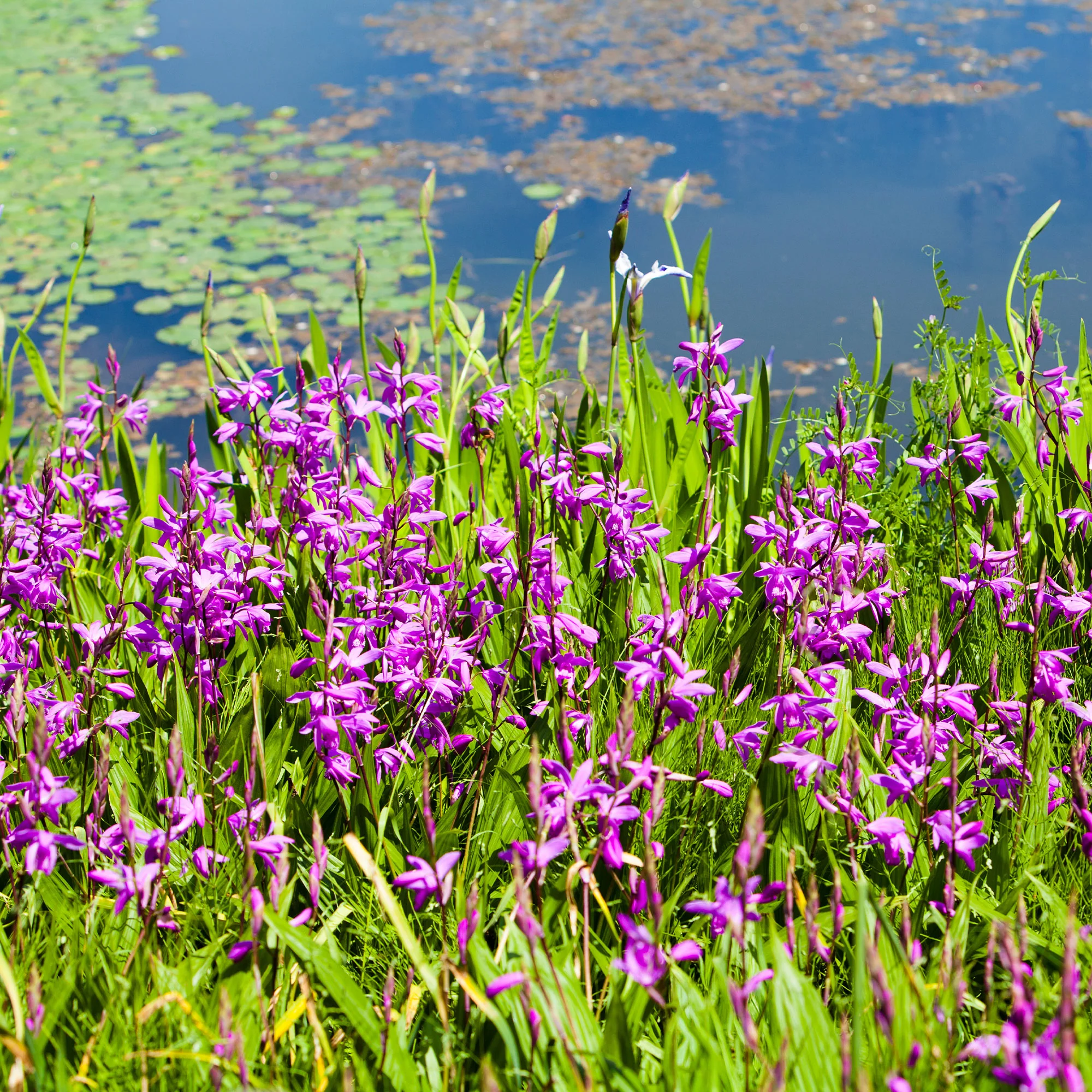 Hyacint Orchidee - Image 4