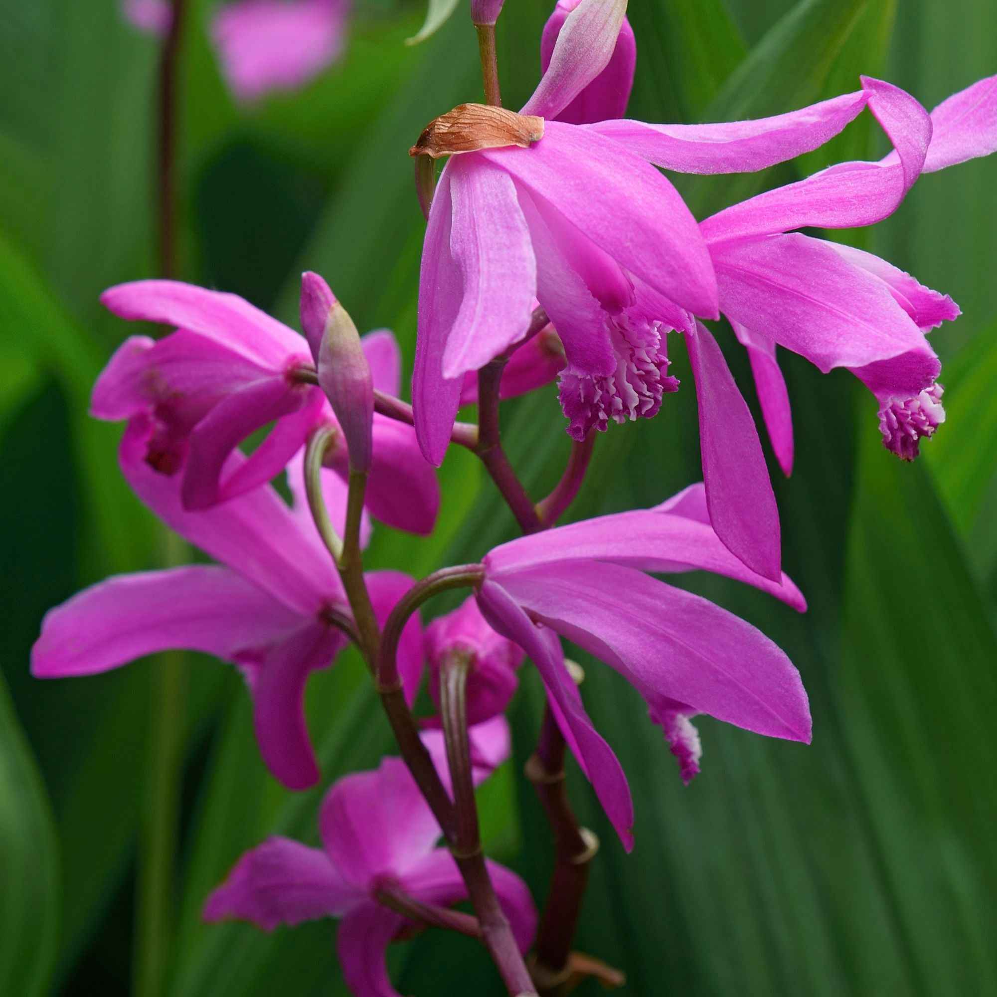 Hyacint Orchidee - Image 5