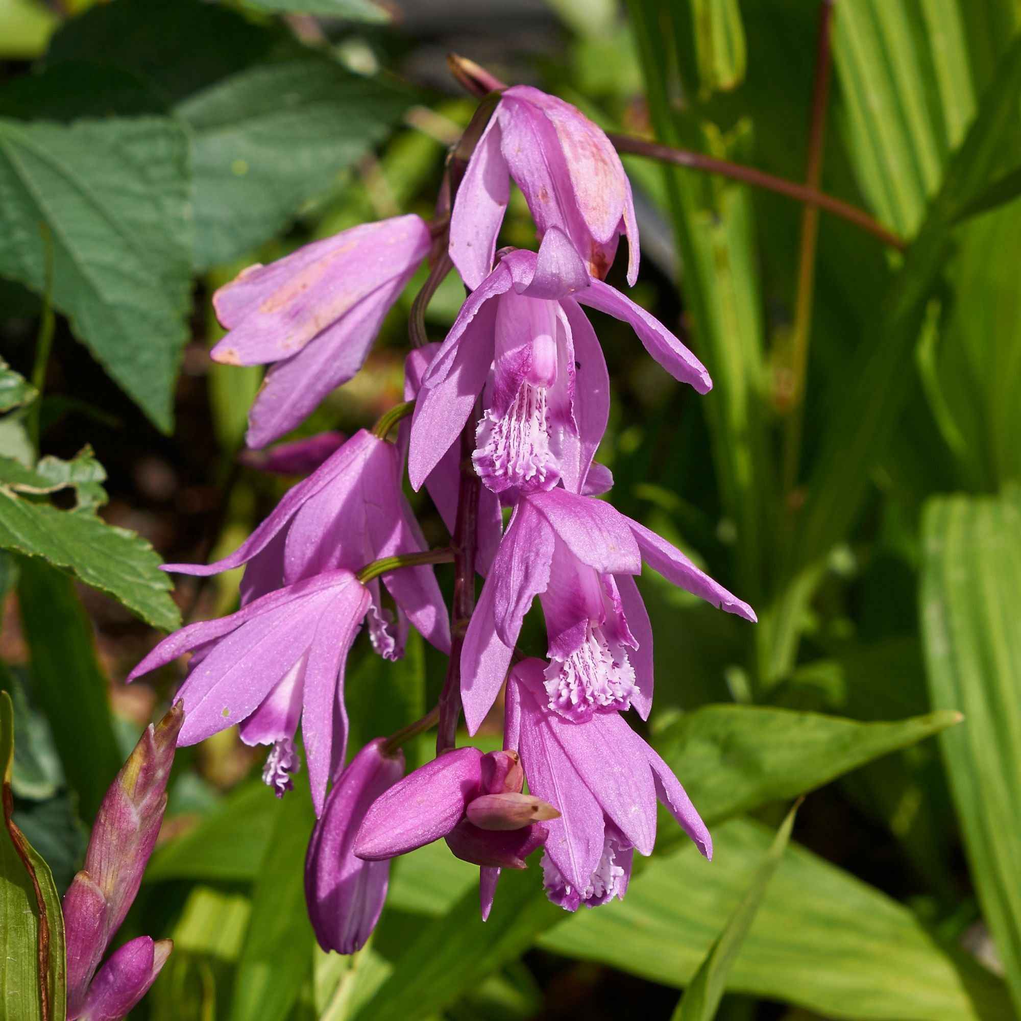 Hyacint Orchidee - Image 6