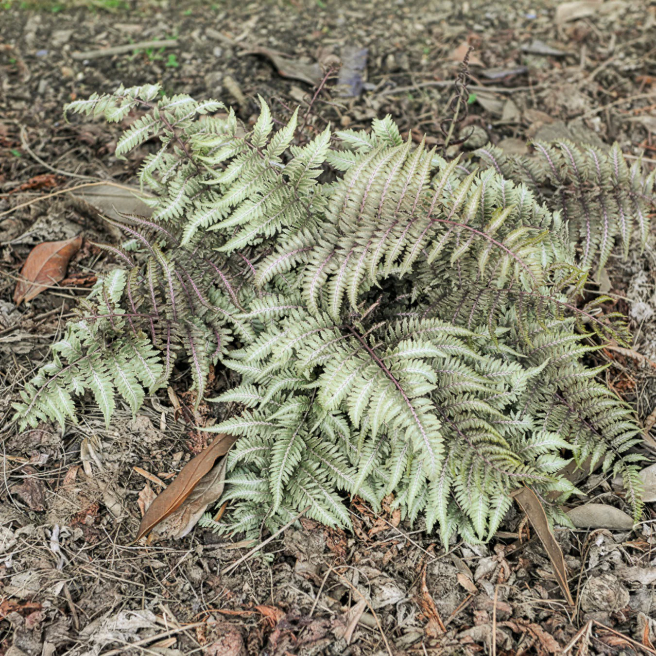 Miniatuur 2
