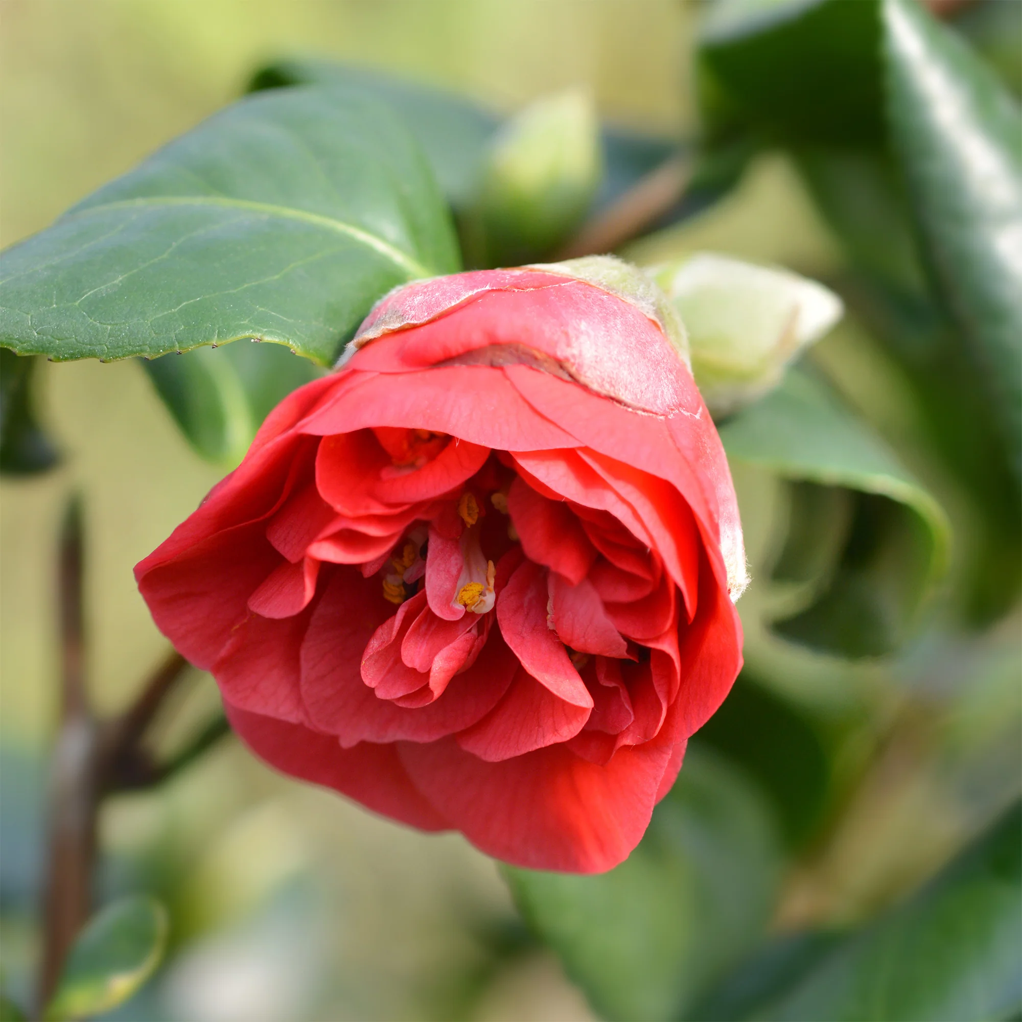 Japanse roos - dubbelbloemig - rood - Image 3