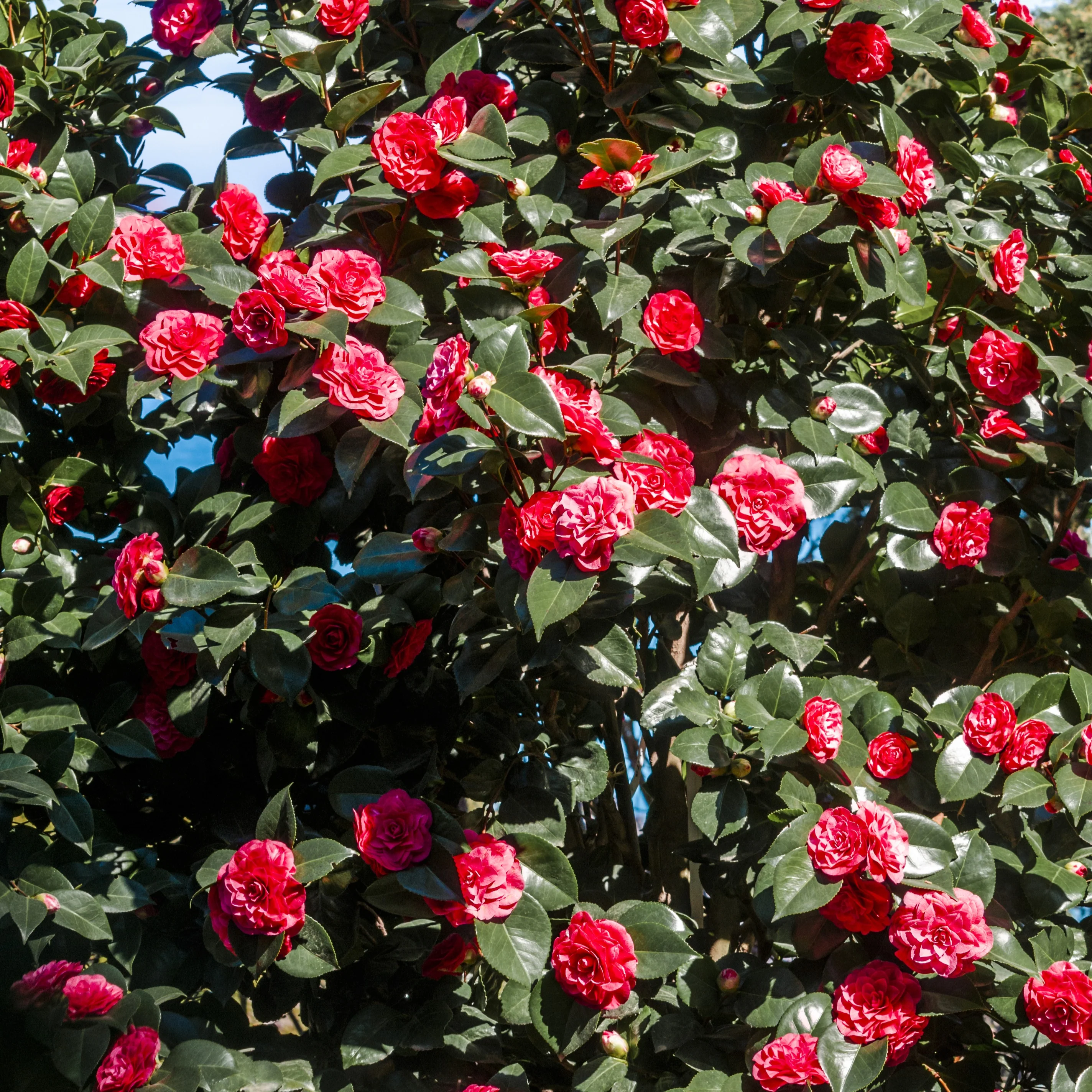 Japanse roos - dubbelbloemig - rood - Image 4