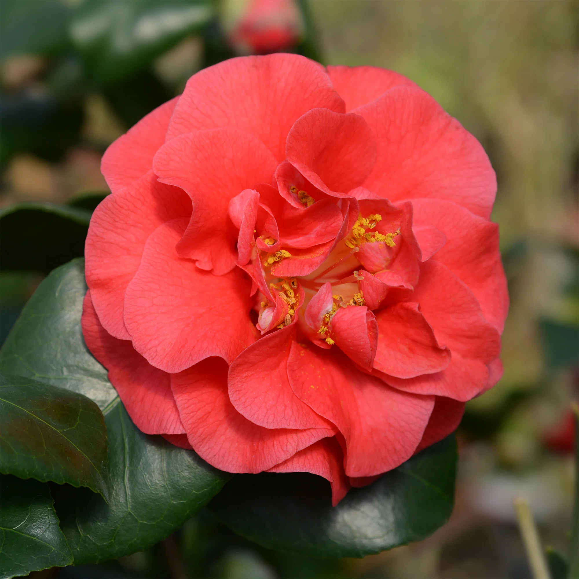 Japanse roos - dubbelbloemig - rood - Image 5