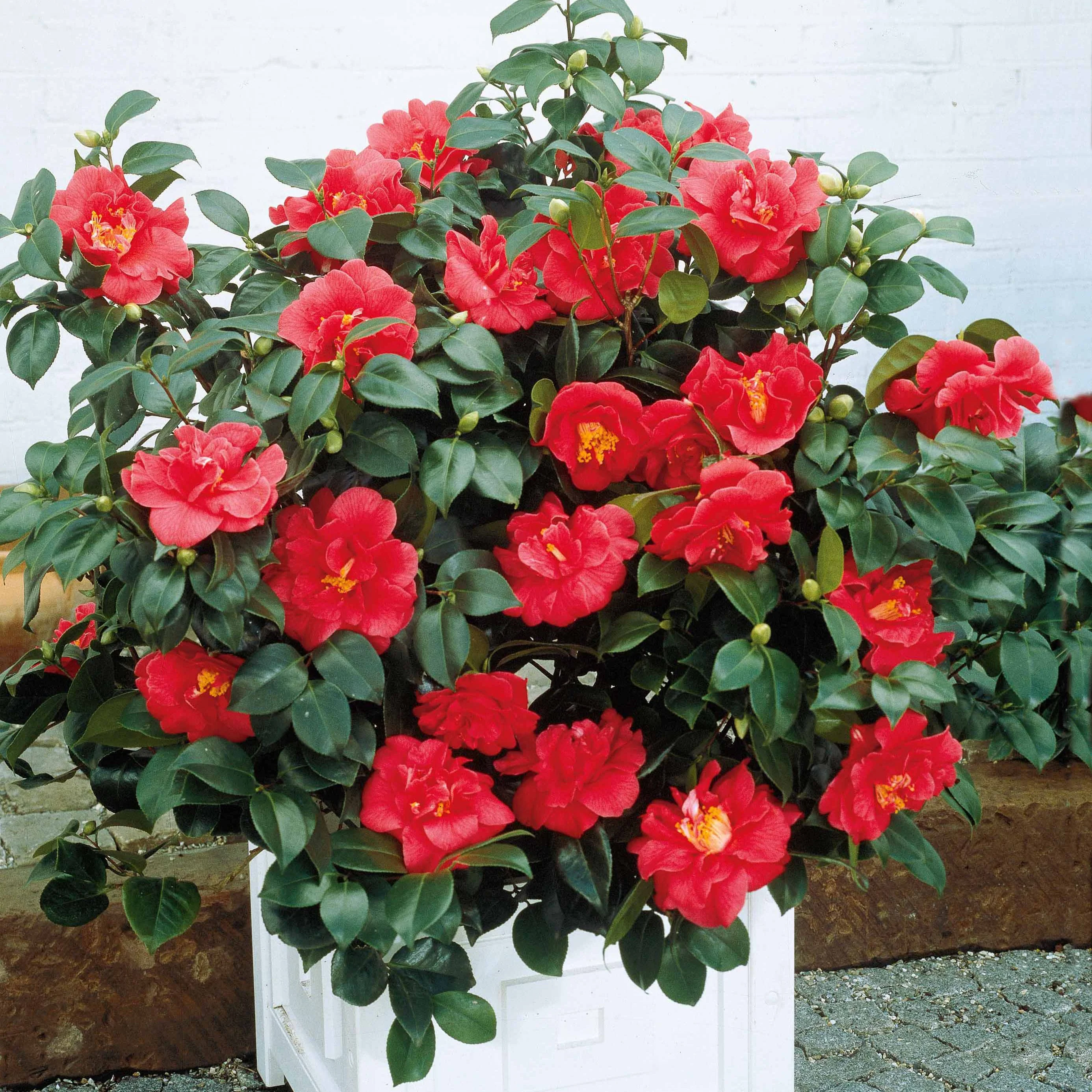 Japanse roos - dubbelbloemig - rood - Image 6