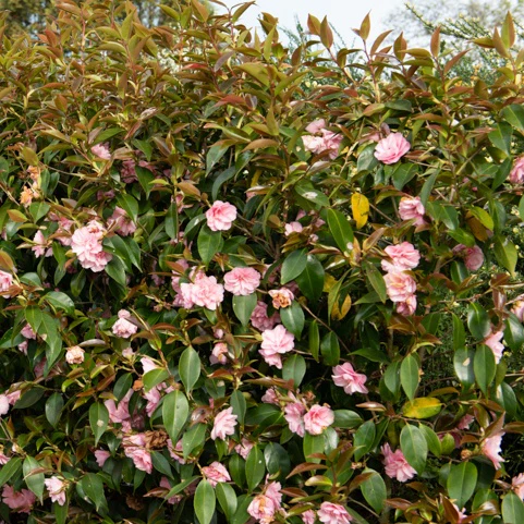 Japanse roos 'Spring Festival' - Image 2