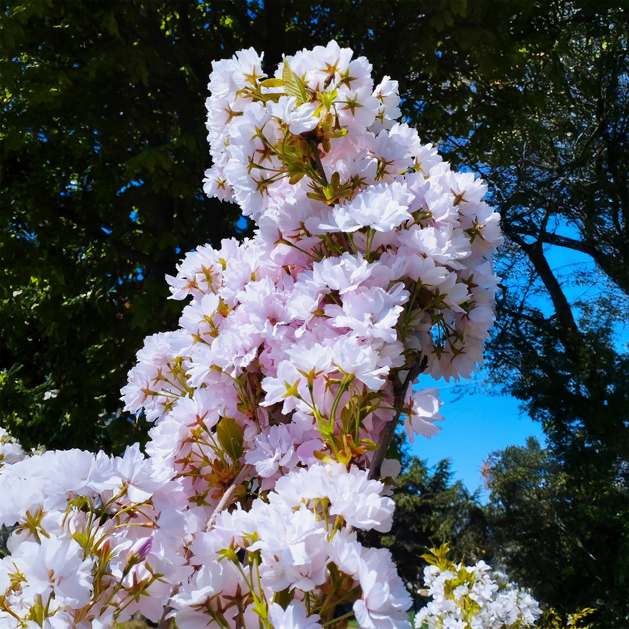 Japanse sierkers 'Amanogawa' - Image 3
