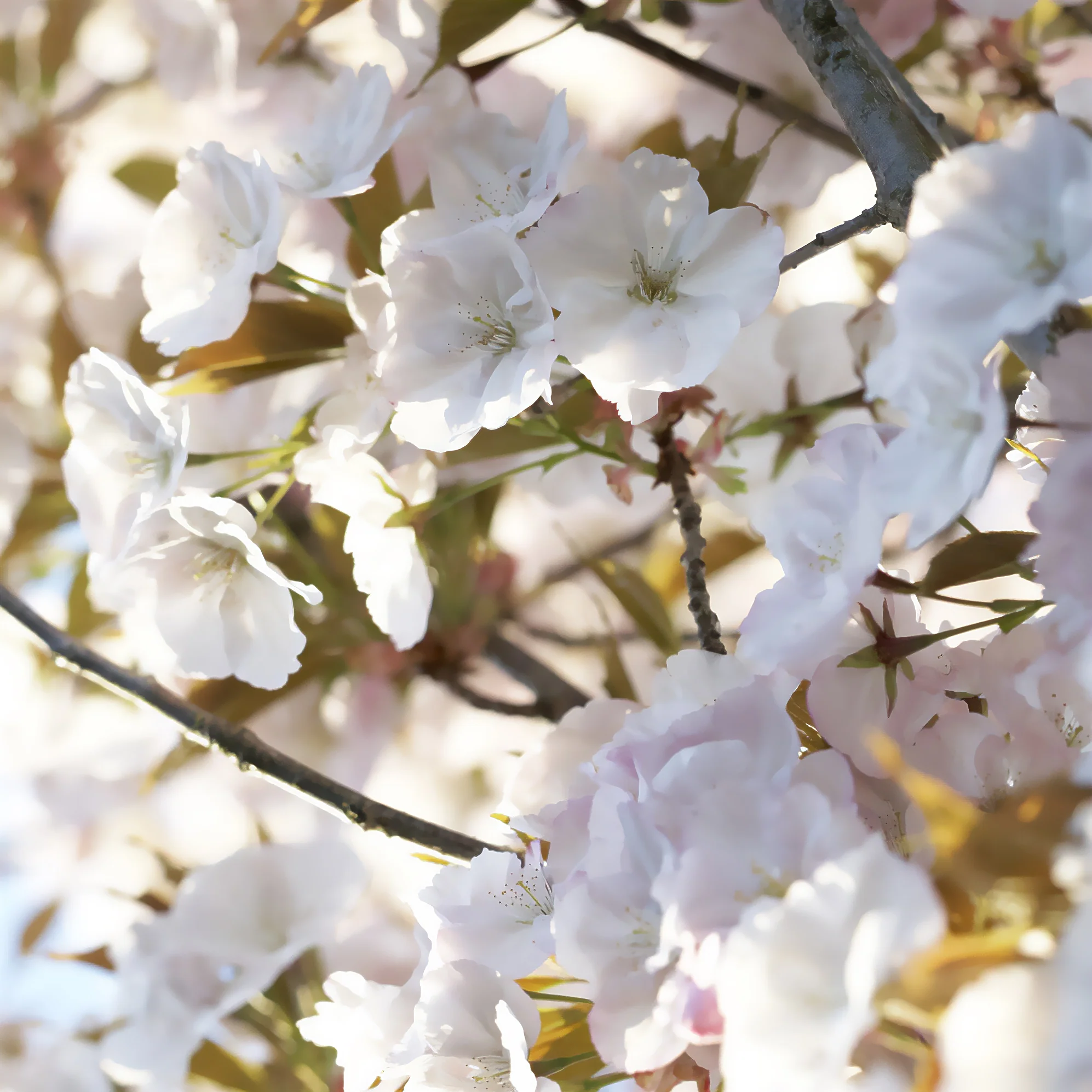 Japanse sierkers 'Sunset Boulevard'