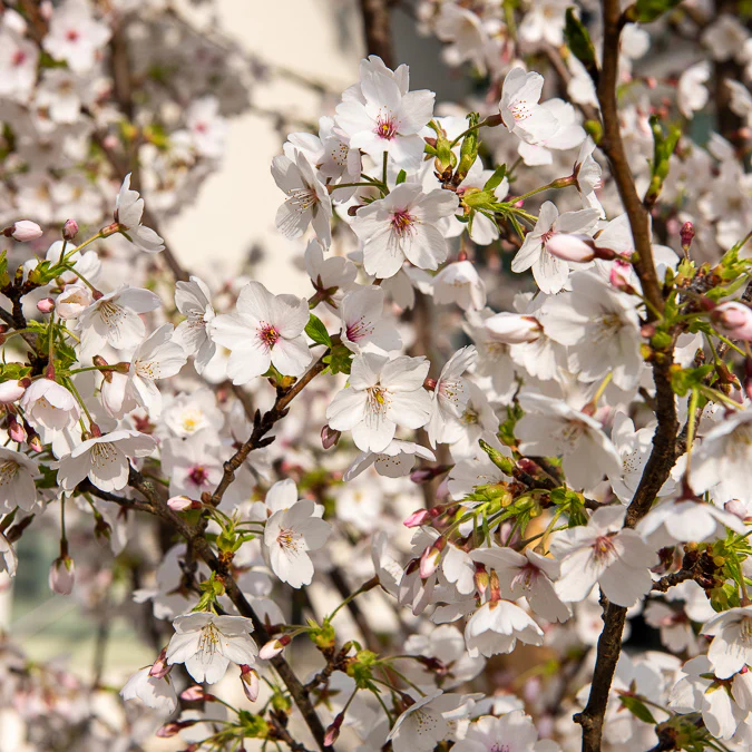 Japanse sierkers 'Yedoensis'
