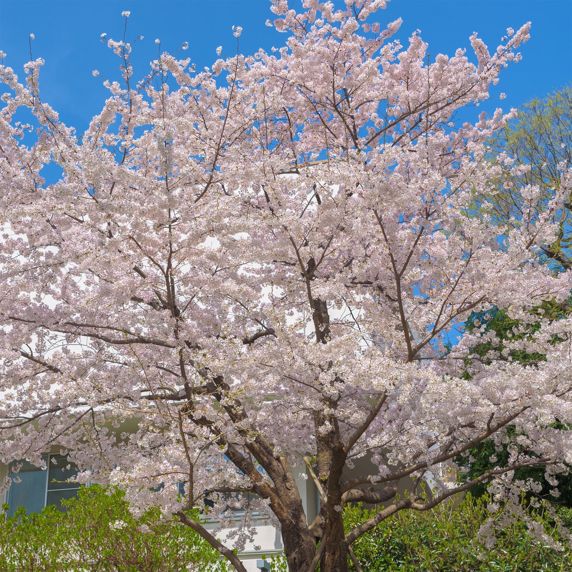 Japanse sierkers 'Yedoensis' - Image 2