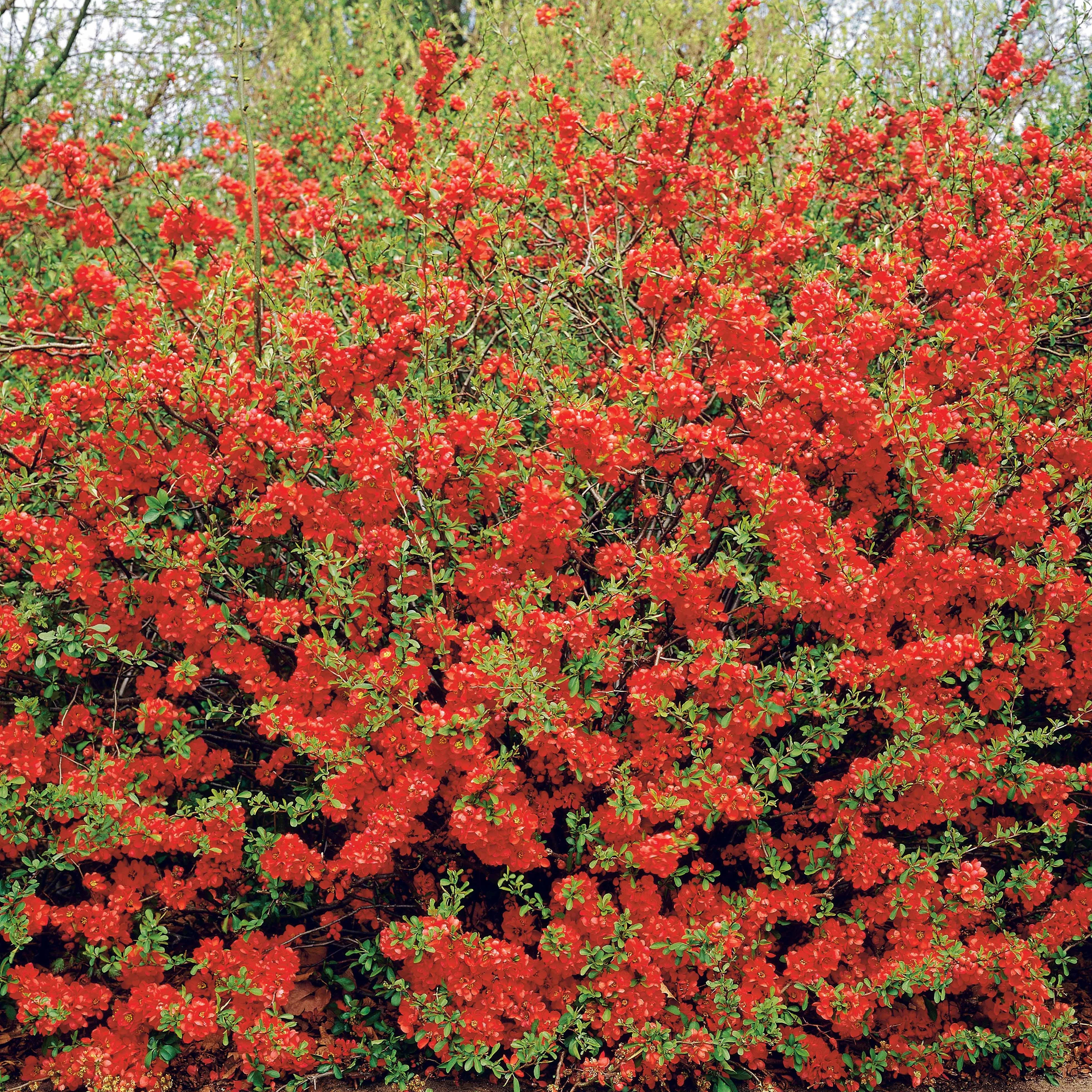 Japanse sierkwee 'Texas Red'