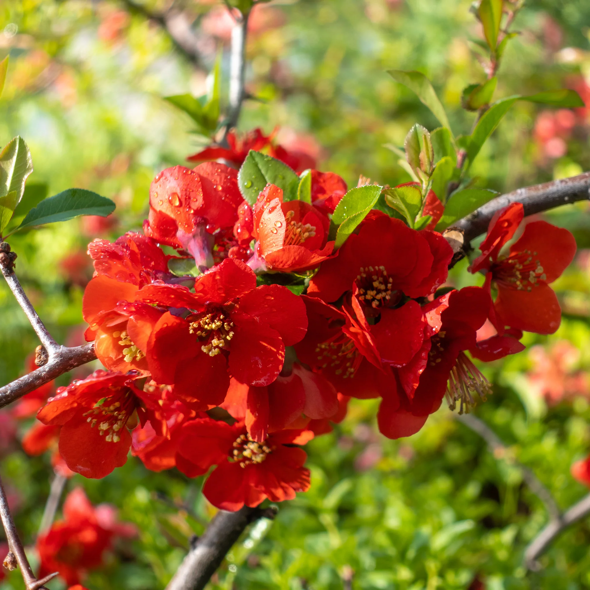 Japanse sierkwee 'Texas Red' - Image 2
