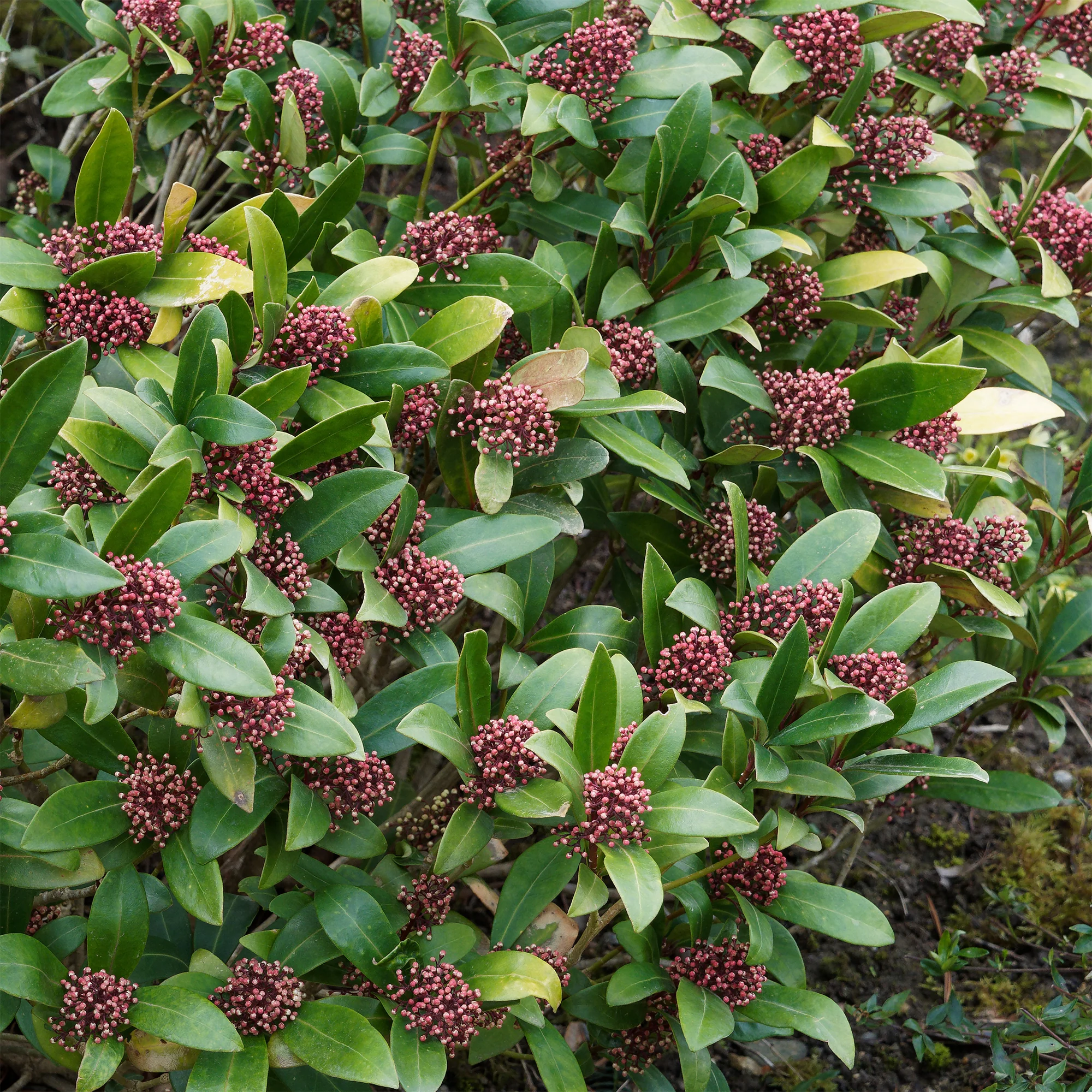 Japanse skimmia Rubella - Image 2