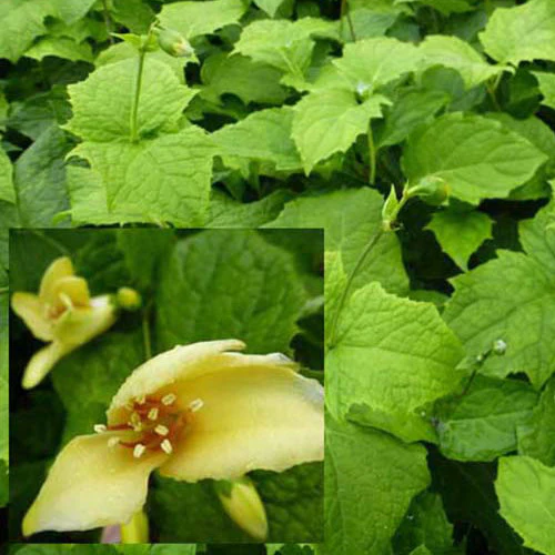 Japanse wasbloem