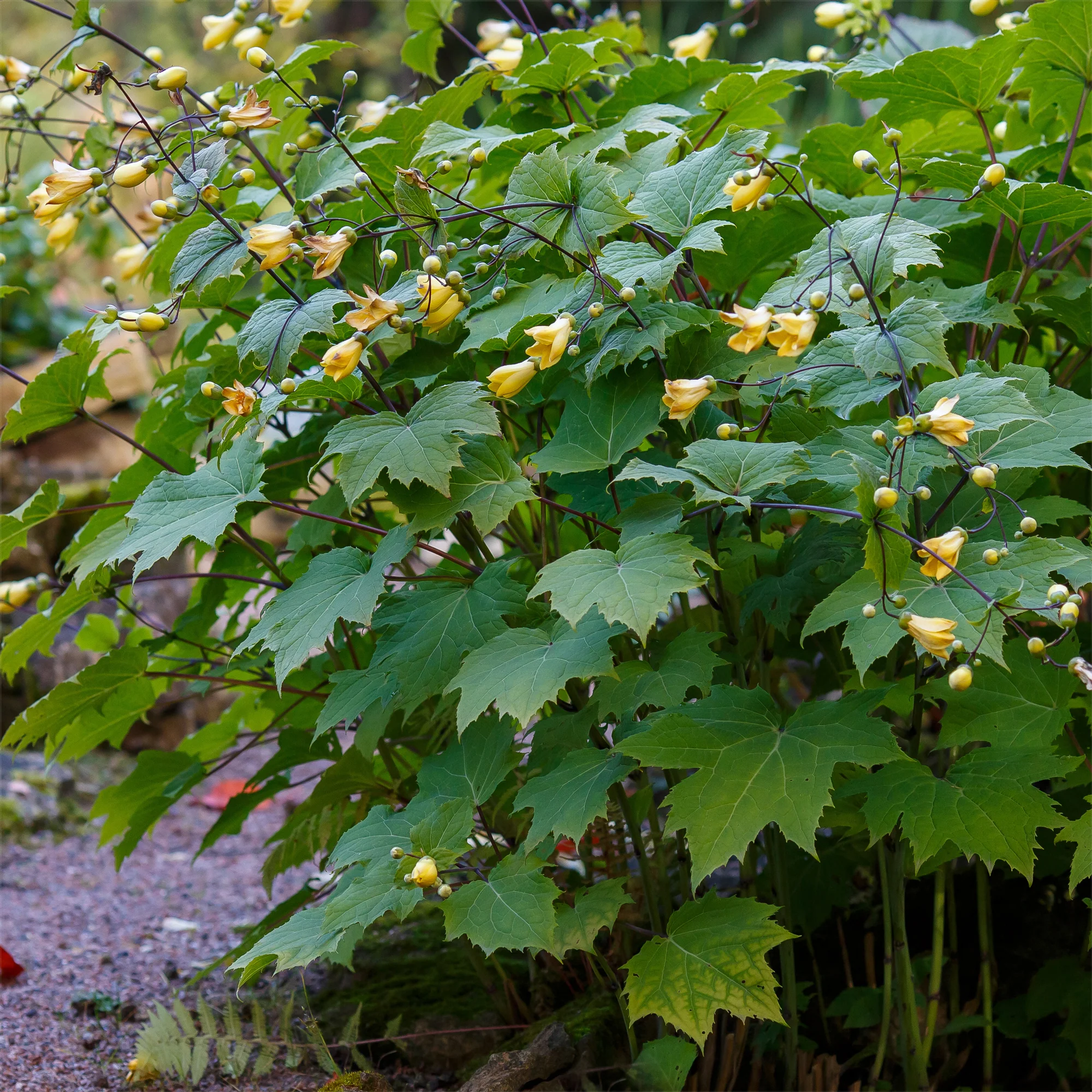 Japanse wasbloem - Image 2