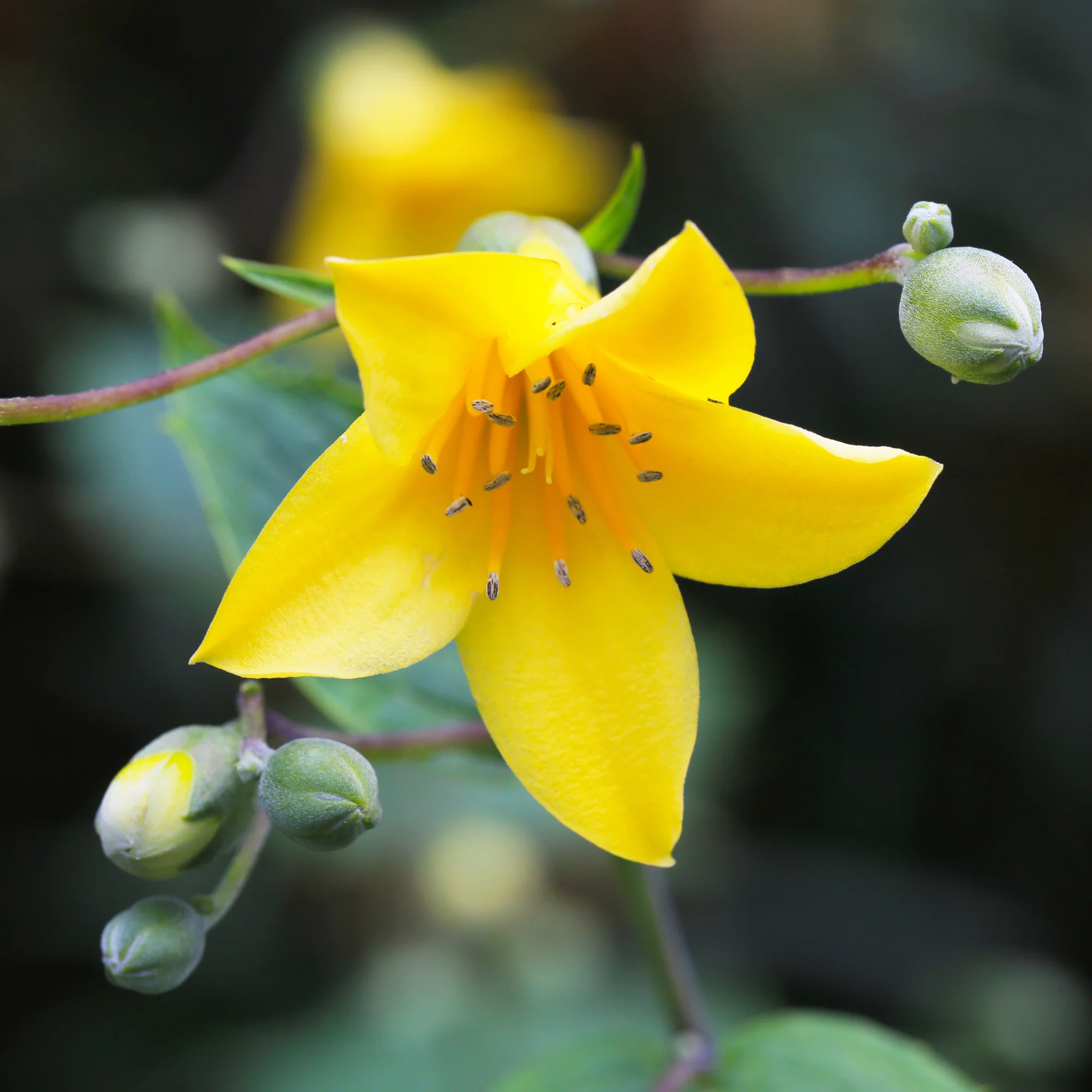 Japanse wasbloem - Image 3