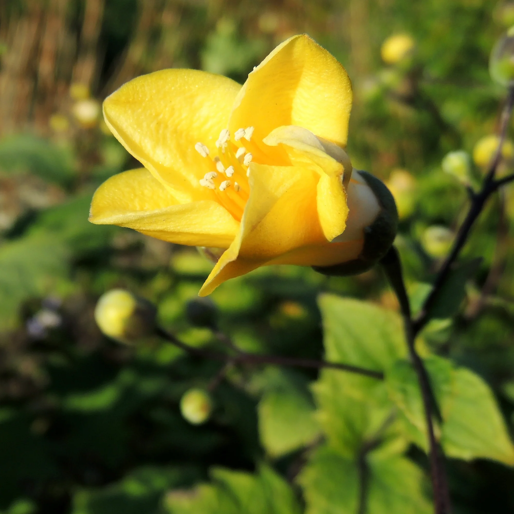Japanse wasbloem - Image 4