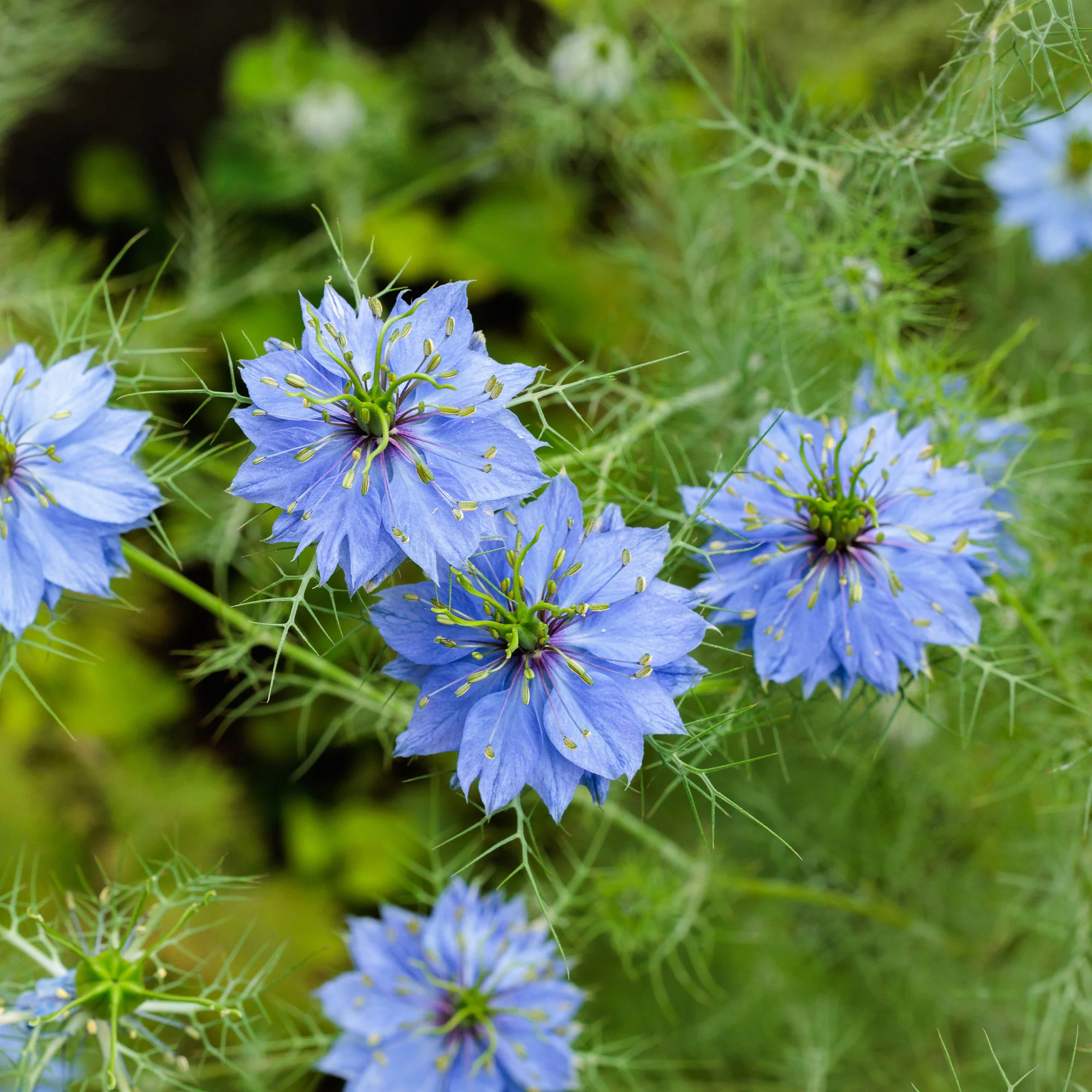 Juffertje-in-het-groen 'Miss Jekyll Blue'