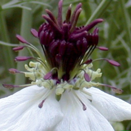 Juffertje in 't Groen Nigella African Bride - Image 3