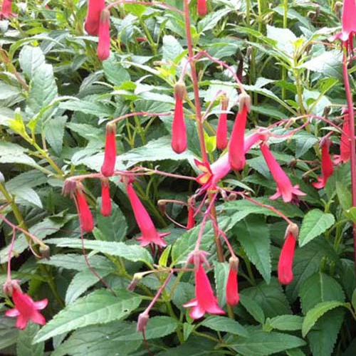 Kaapse Fuchsia African Queen