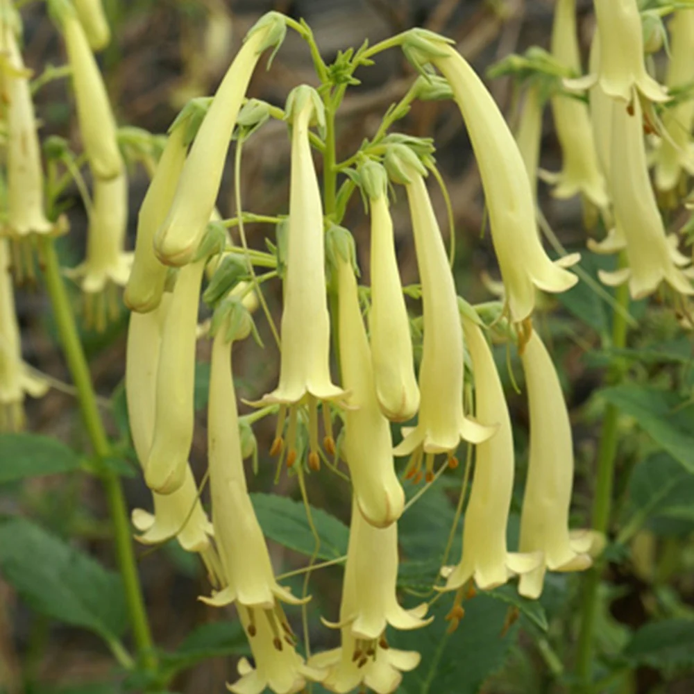 Kaapse Fuchsia Moonraker