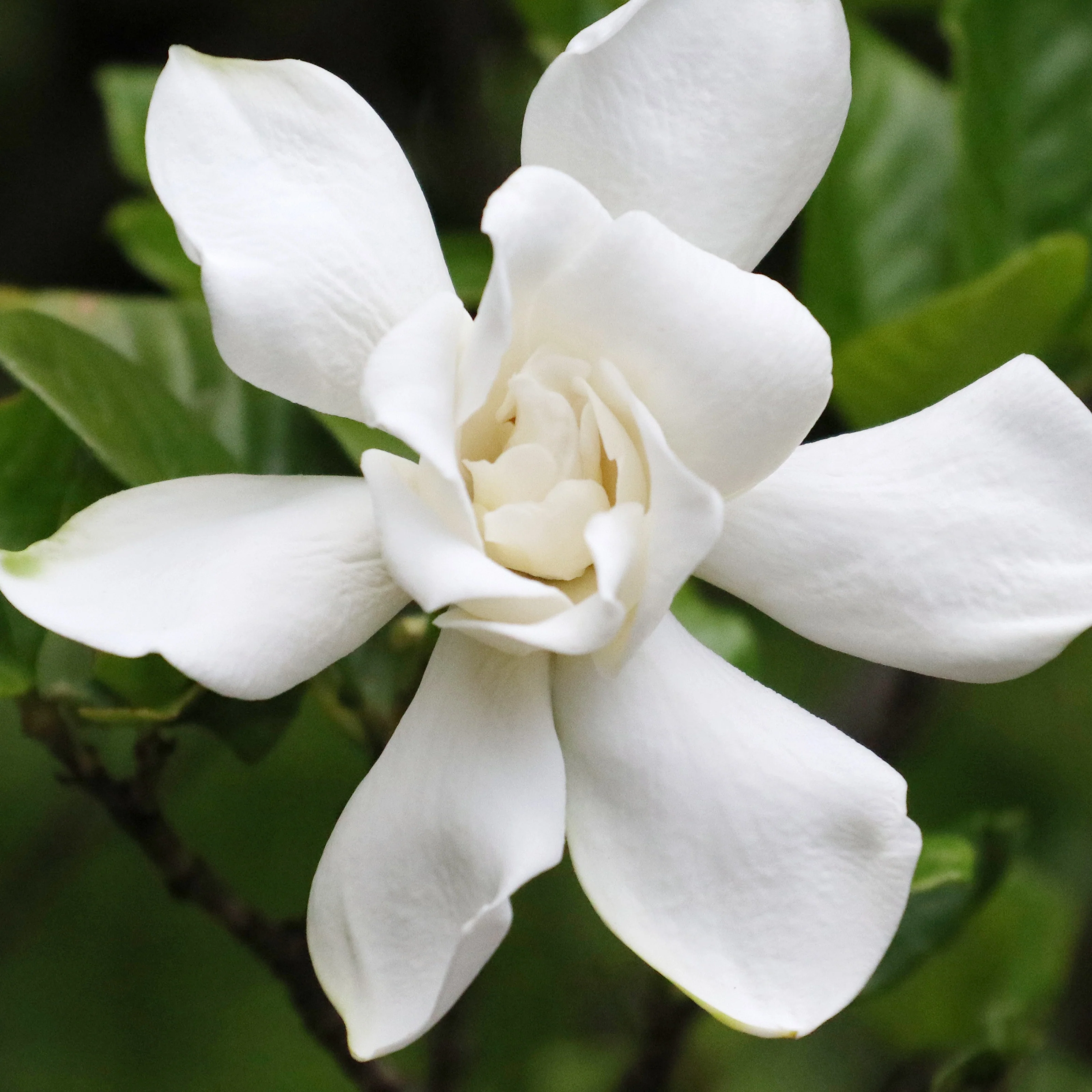 Kaapse Jasmijn 'Celestial Star'